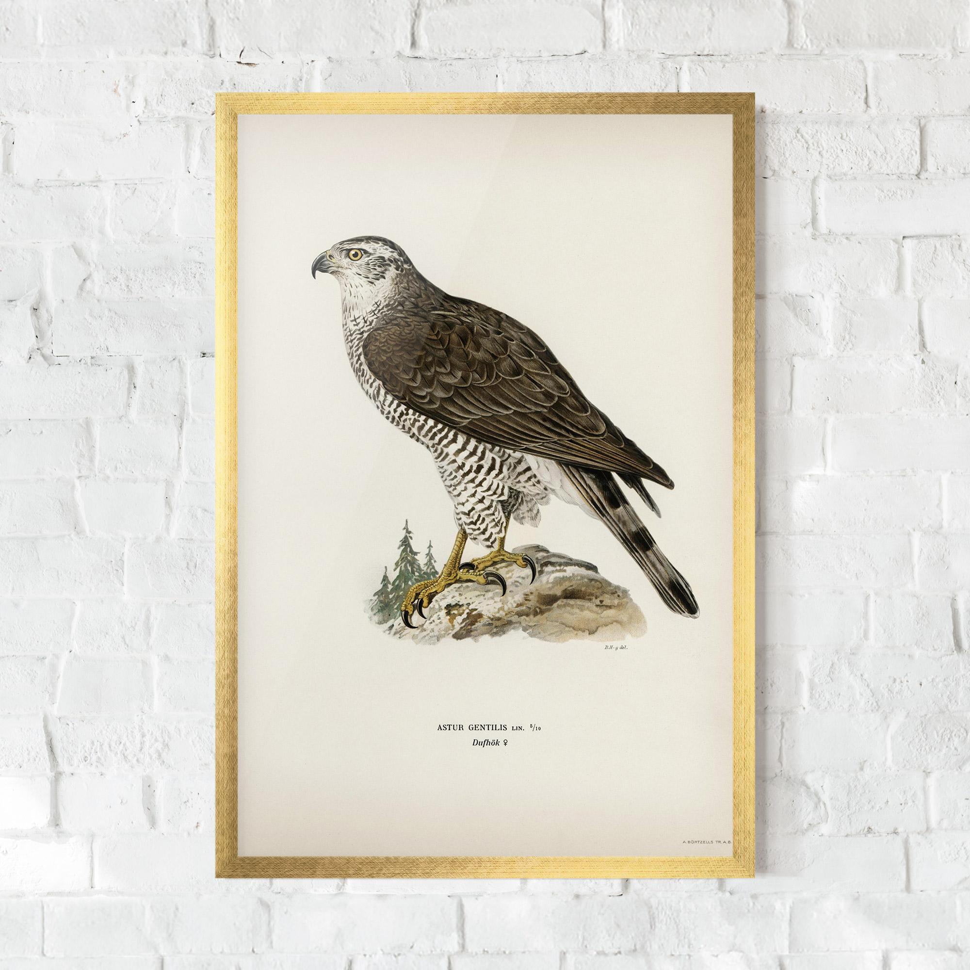 Poster Înrămat Astur Gentilis mockup 0