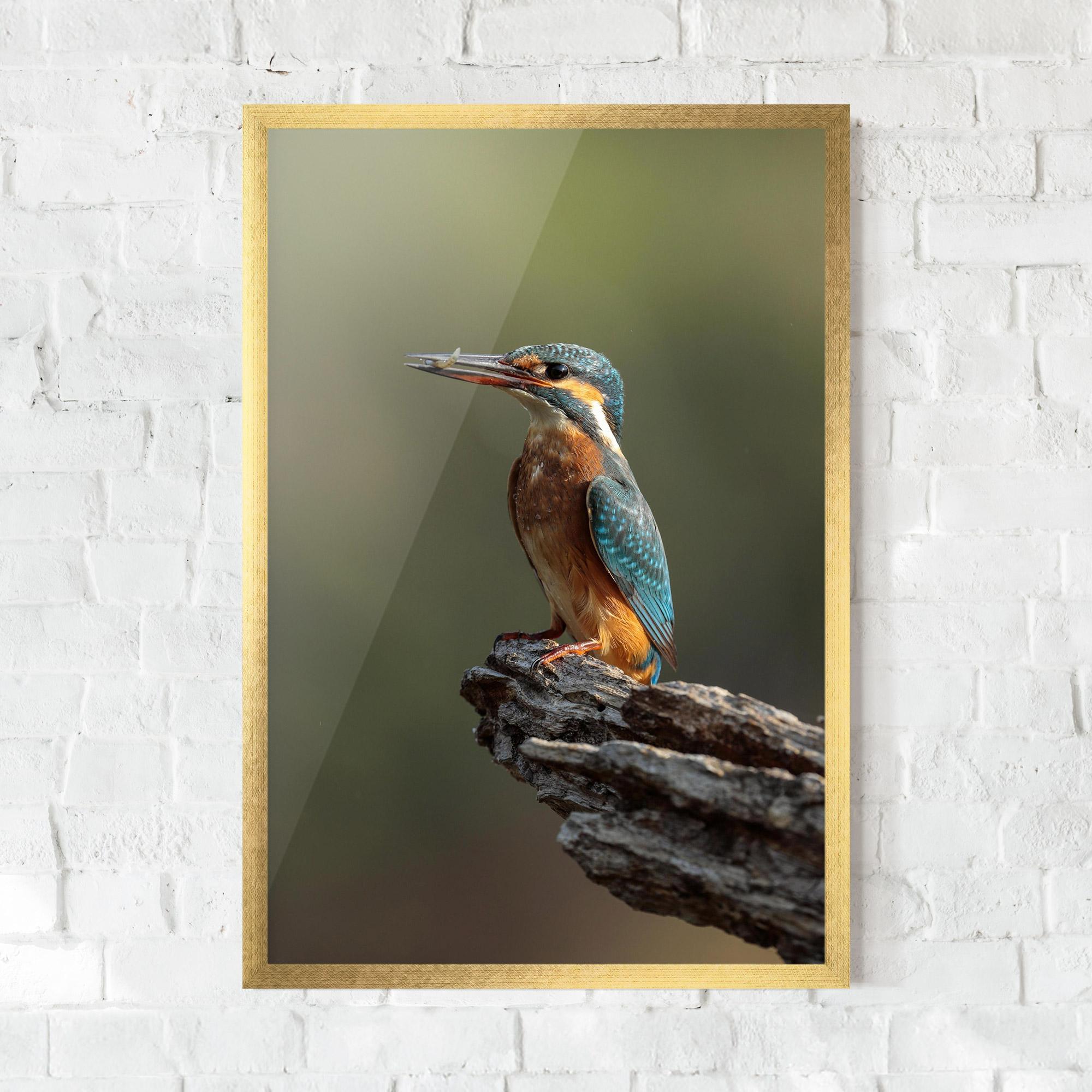 Poster Înrămat Female Kingfisher mockup 0