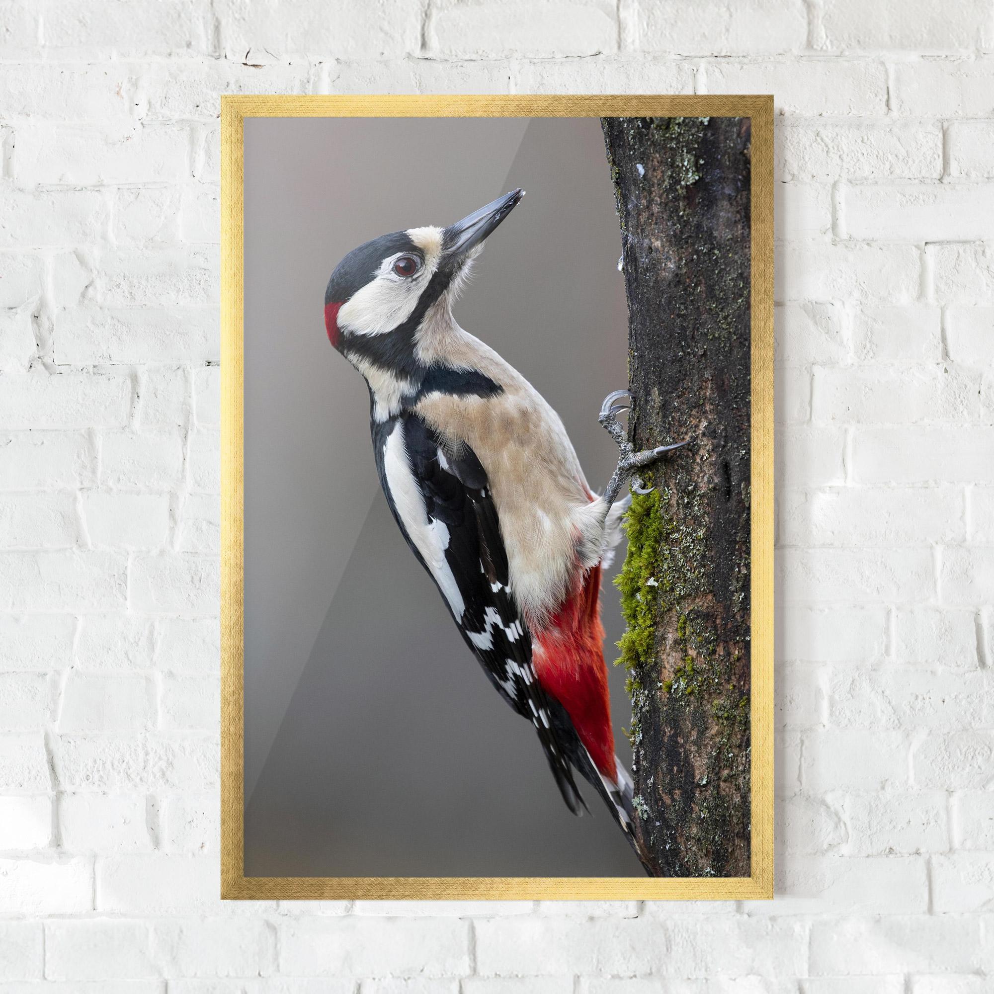 Poster Înrămat Woodpecker mockup 0