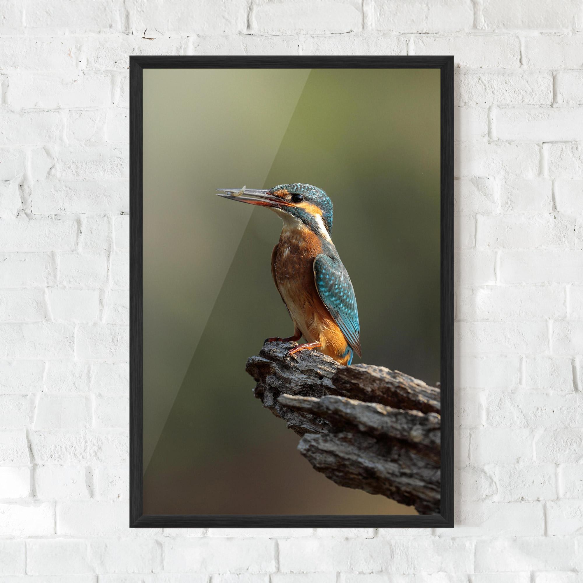 Poster Înrămat Female Kingfisher mockup 0