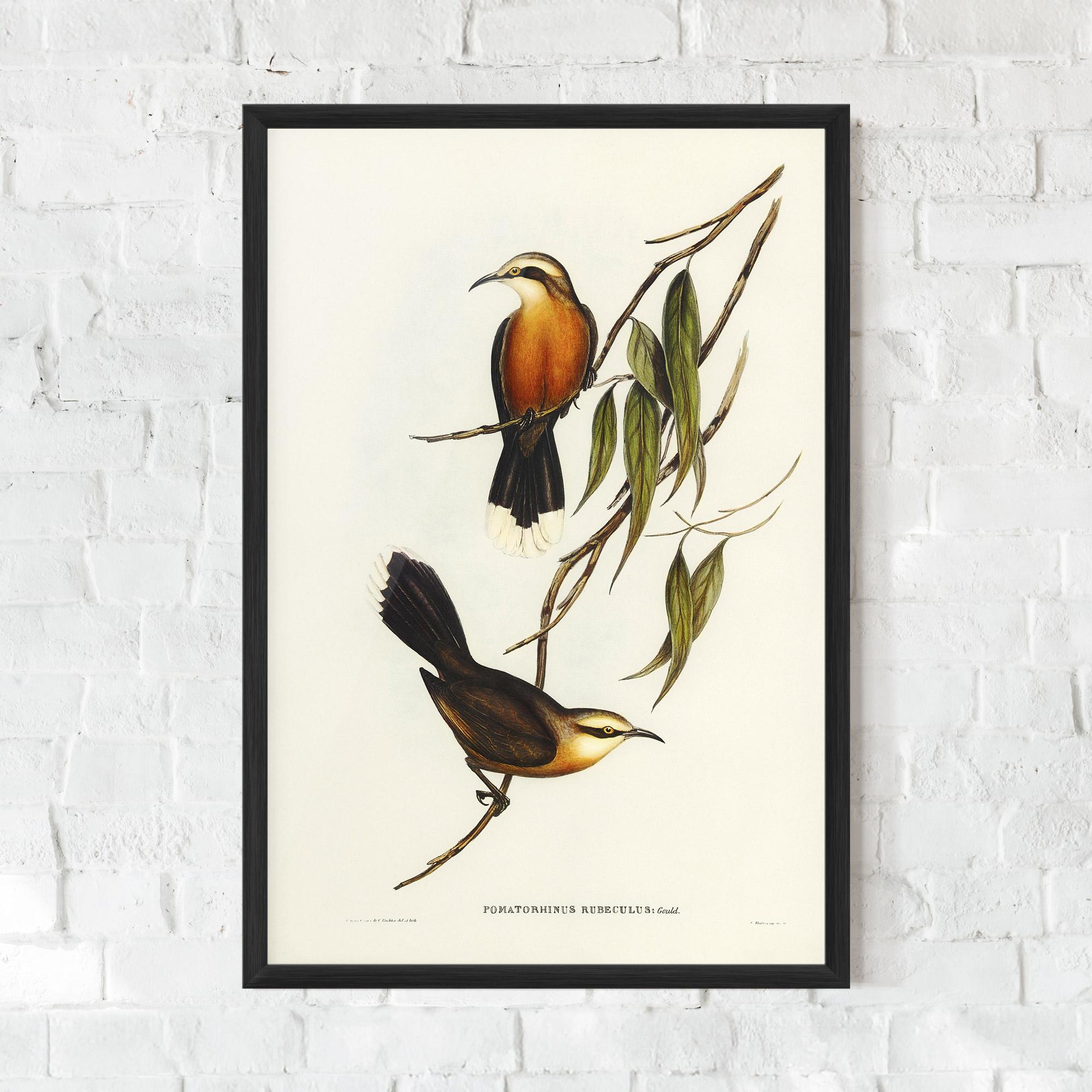 Poster Înrămat Red Pomatorhinus mockup 0