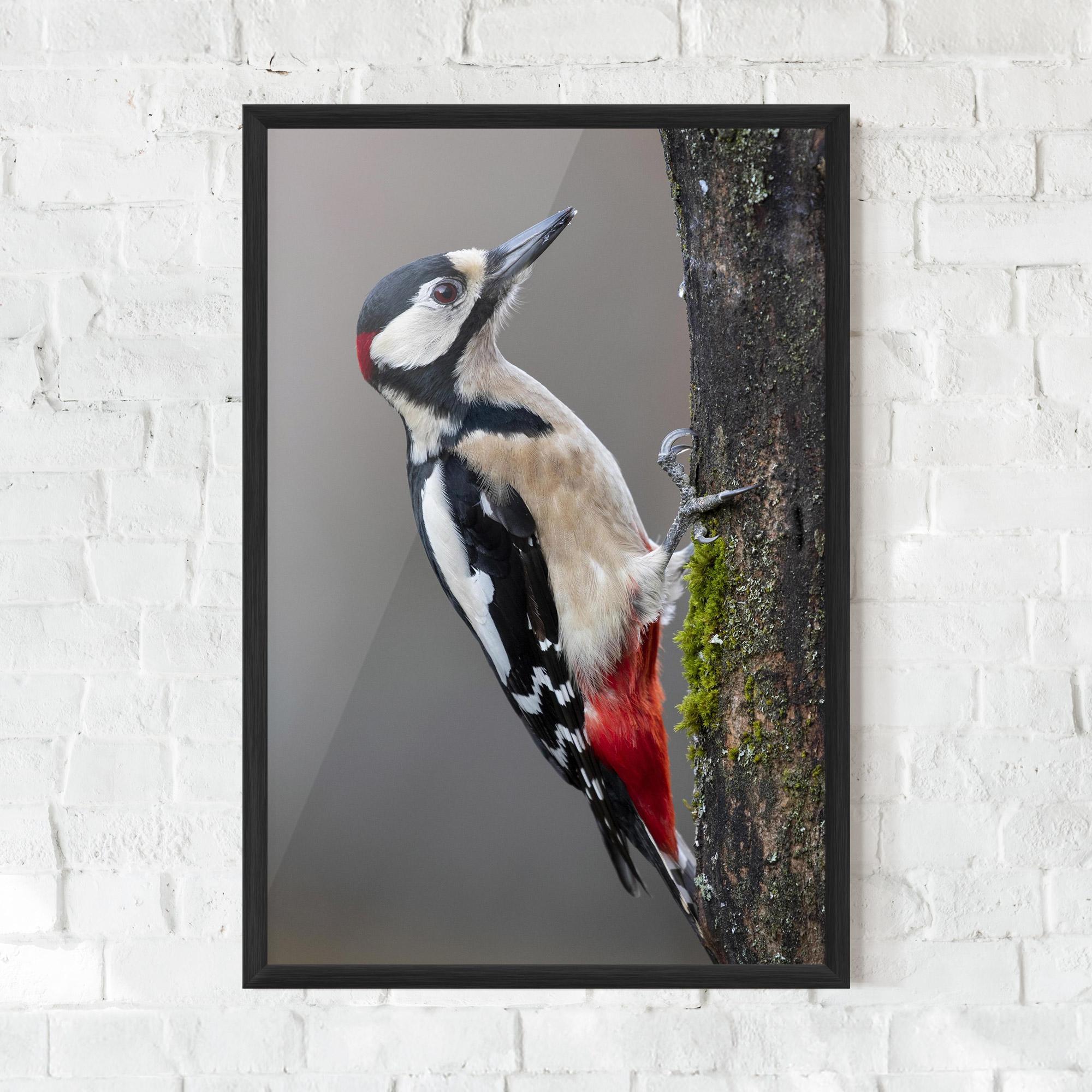 Poster Înrămat Woodpecker mockup 0
