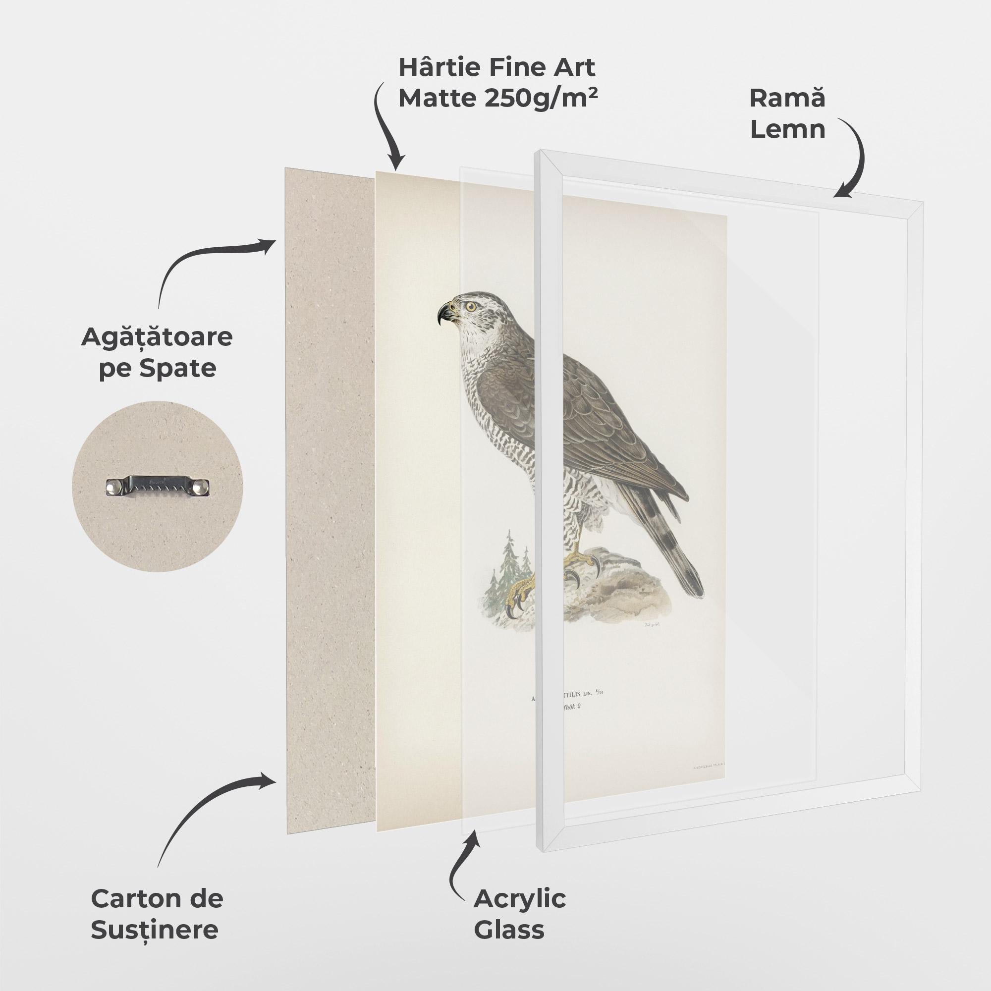 Poster Înrămat Astur Gentilis mockup 1