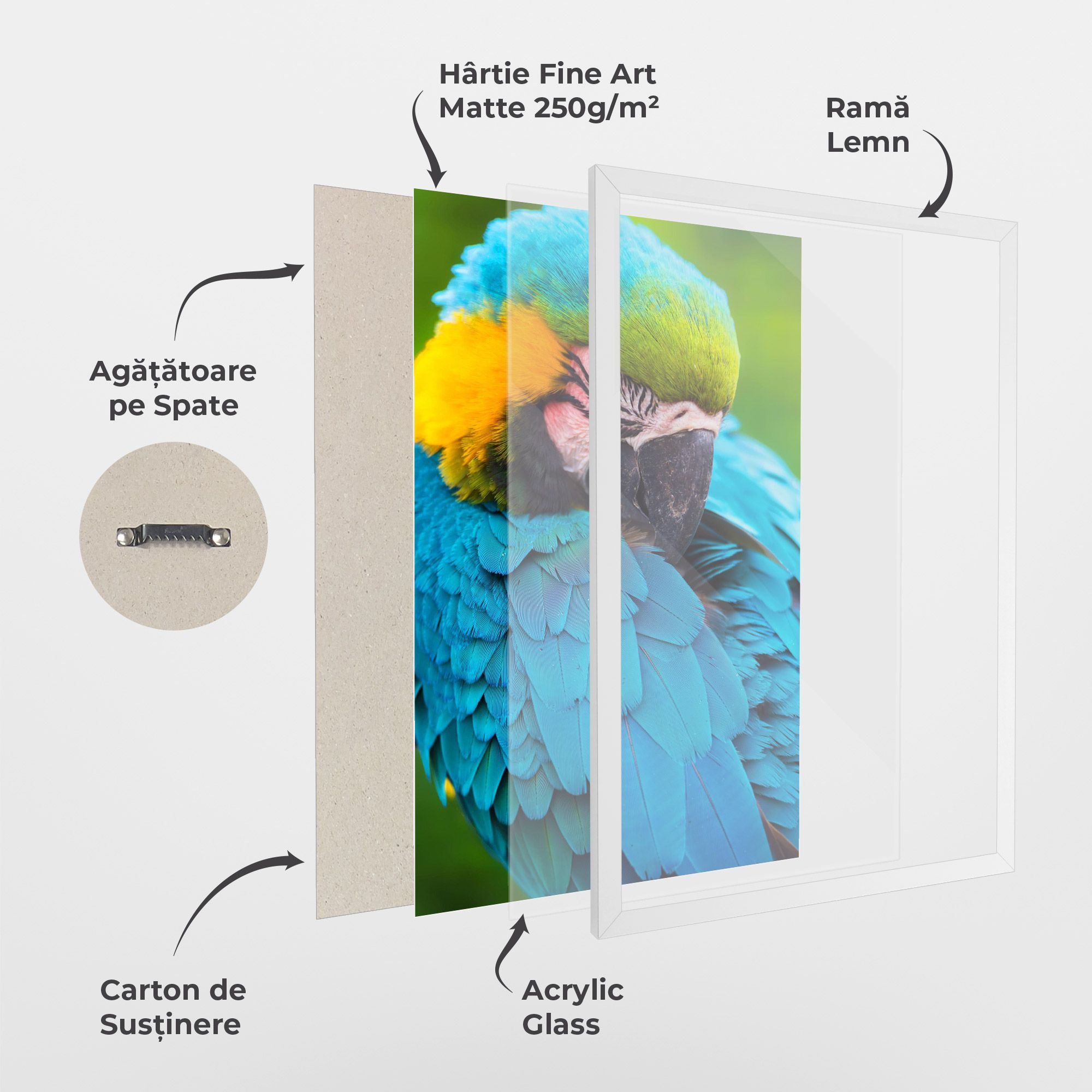 Blue Parrot mockup 1