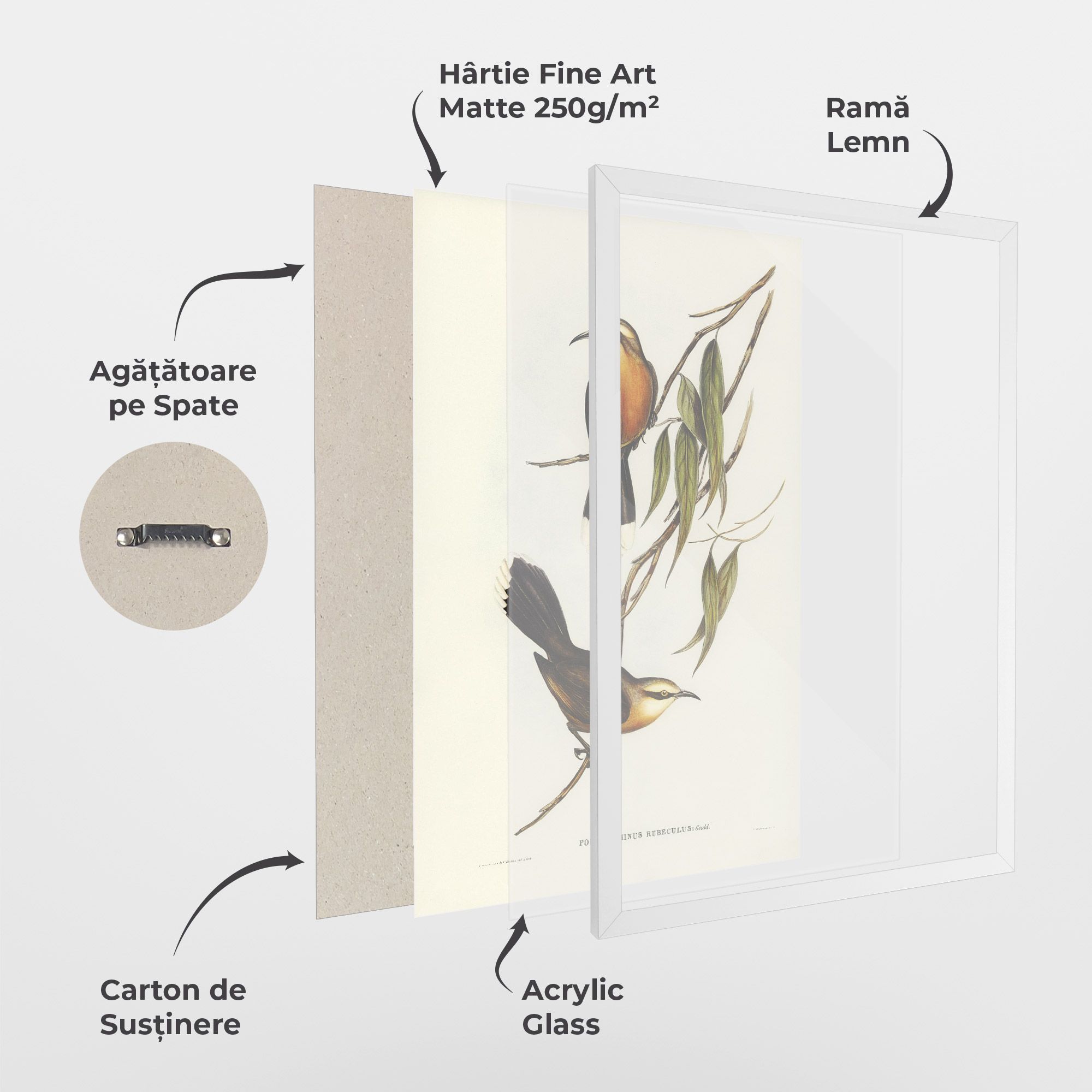 Red Pomatorhinus mockup 1