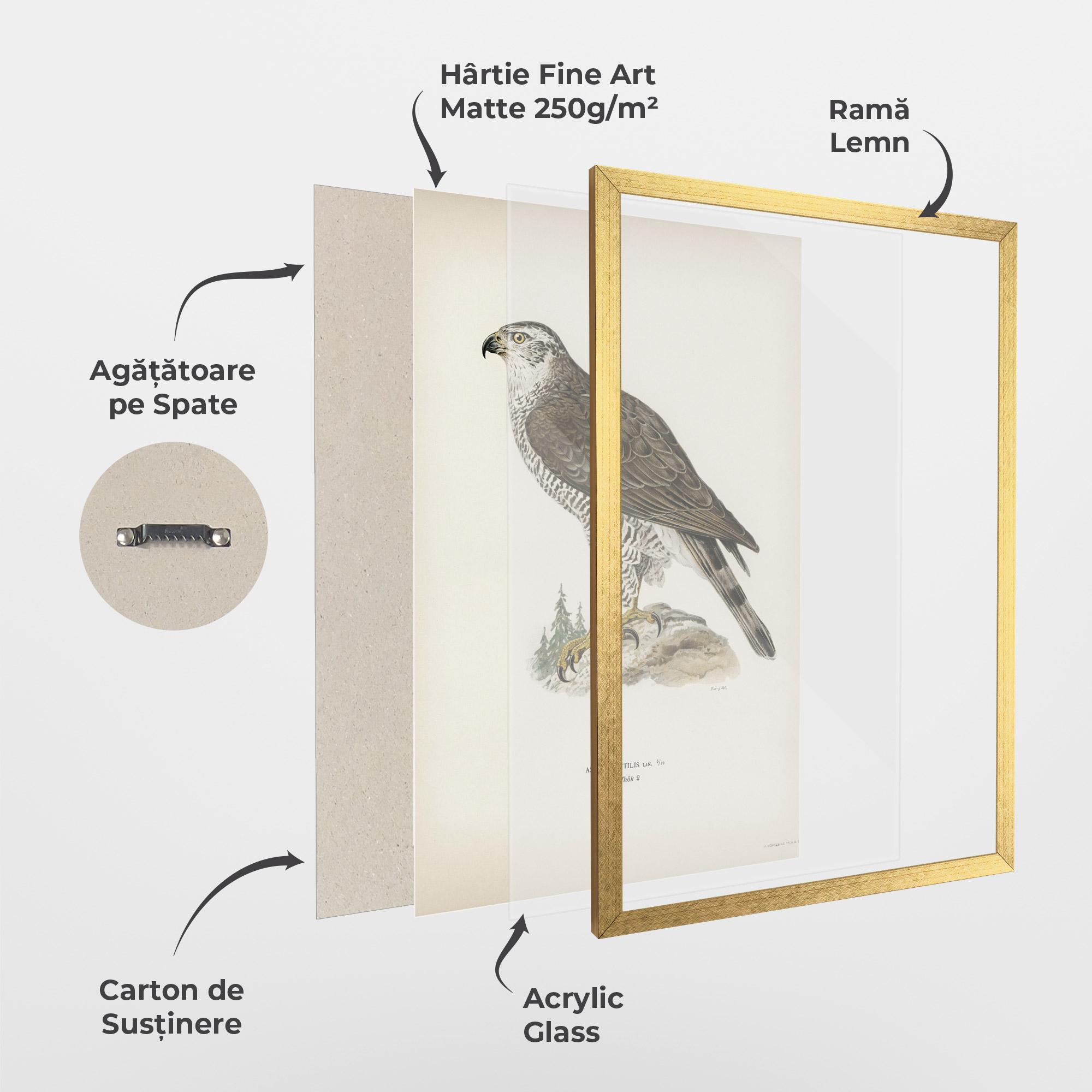 Poster Înrămat Astur Gentilis mockup 1