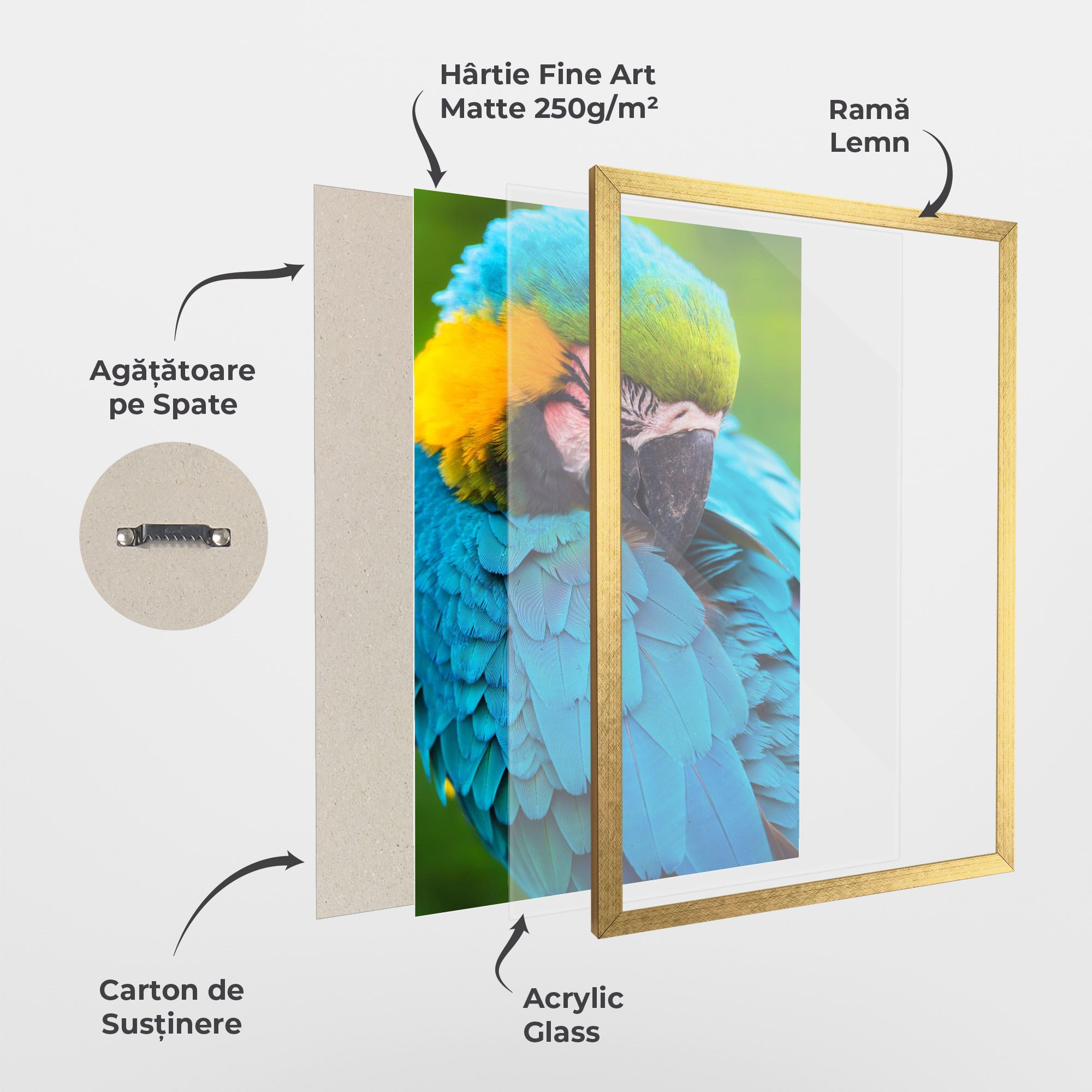 Blue Parrot mockup 1