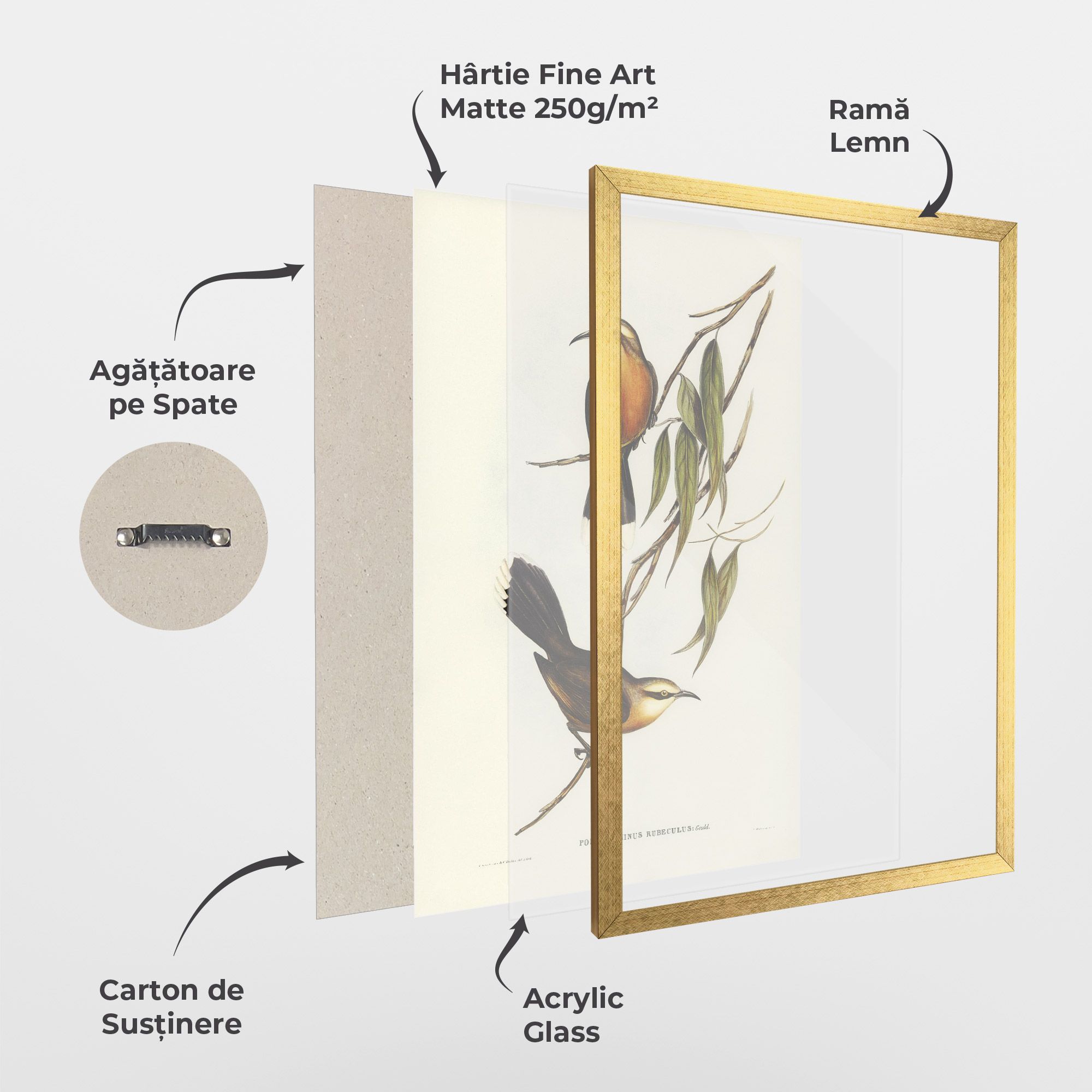 Red Pomatorhinus mockup 1