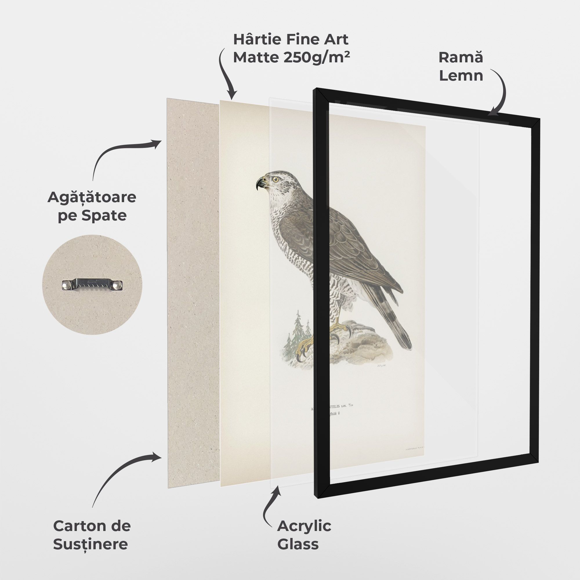 Astur Gentilis mockup 1