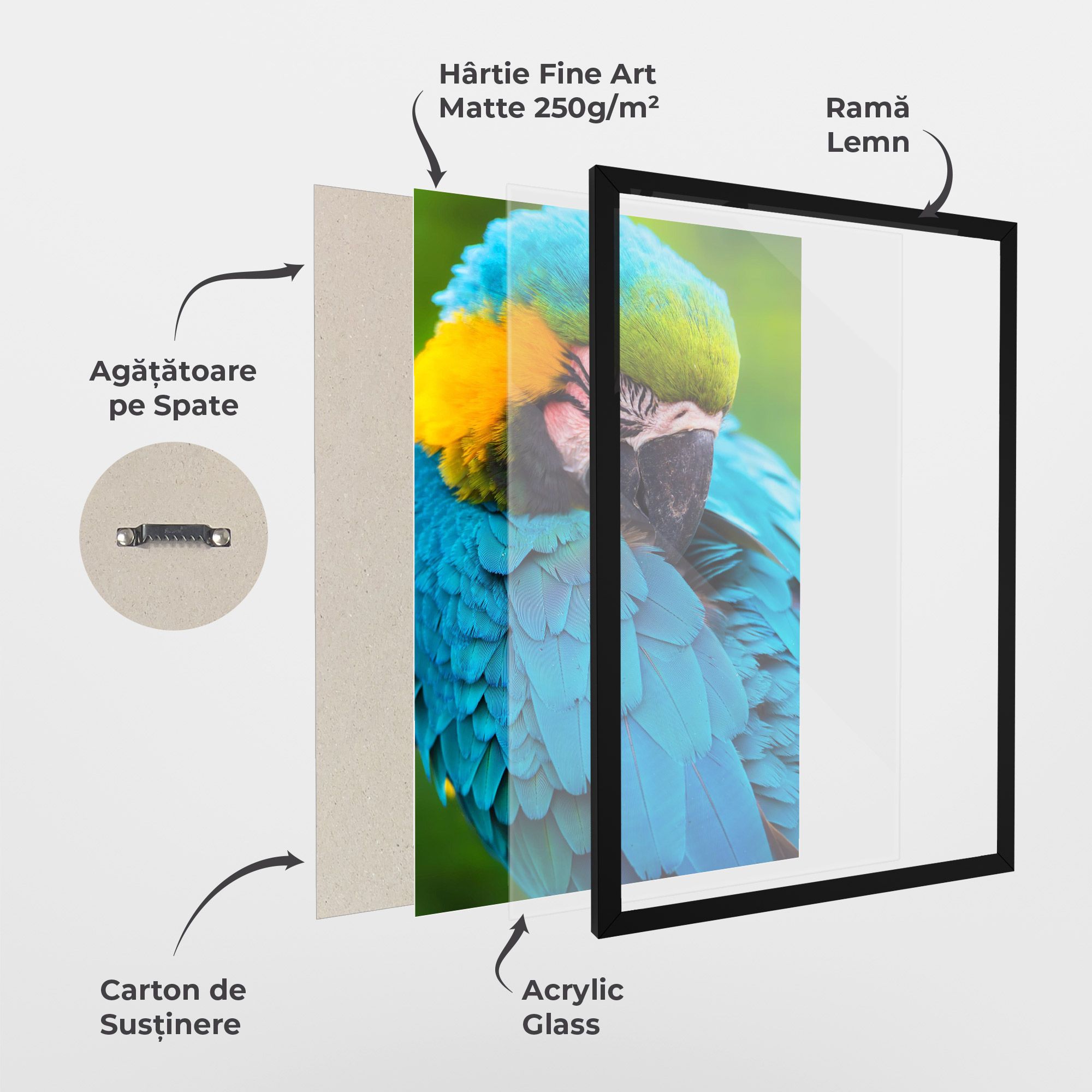 Blue Parrot mockup 1