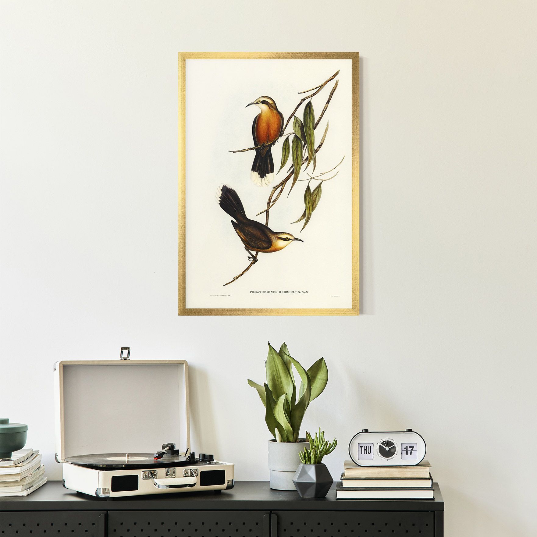 Red Pomatorhinus mockup 2