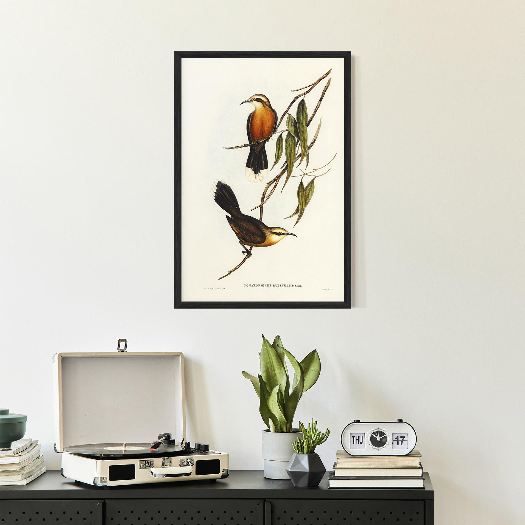 Poster Înrămat Red Pomatorhinus mockup 2