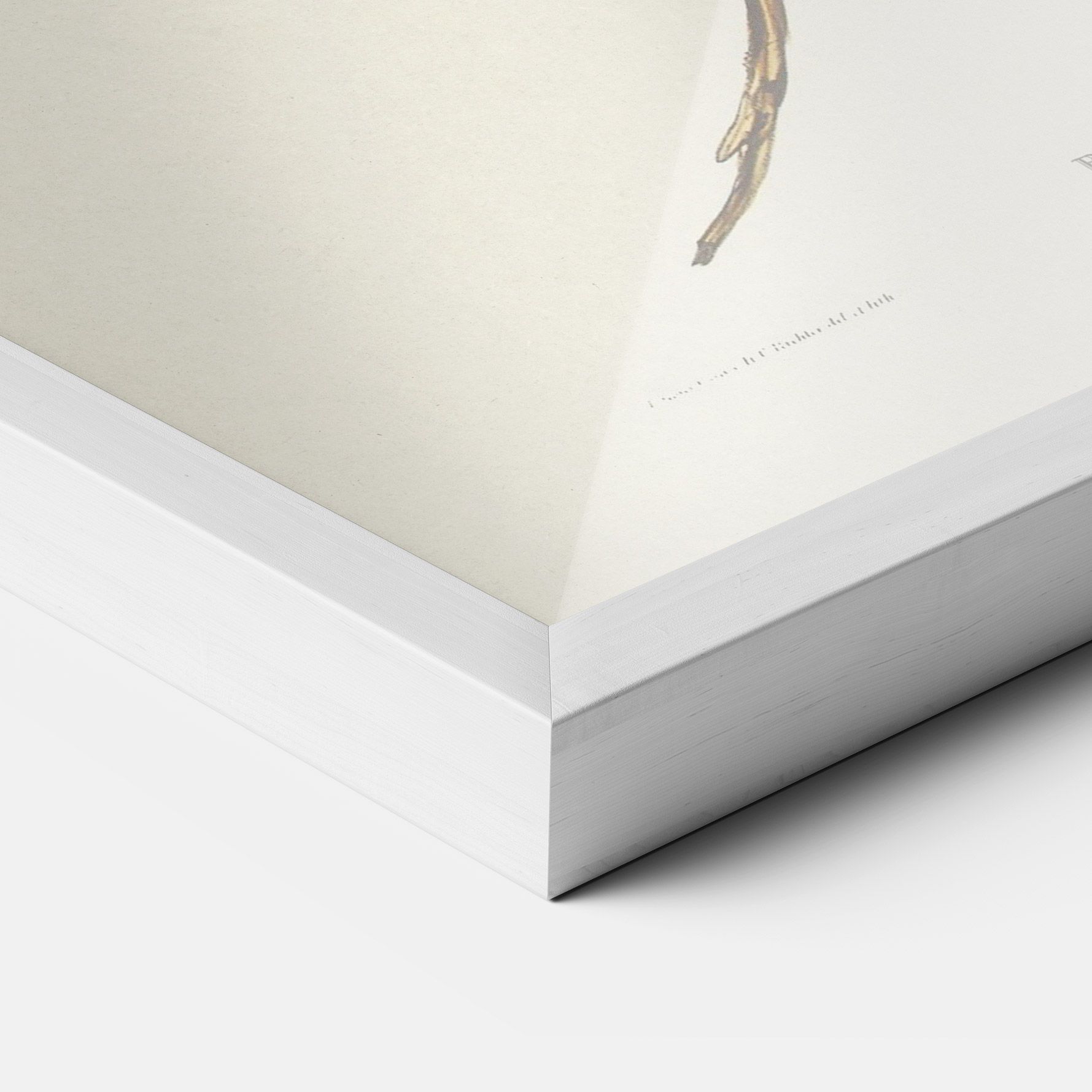 Red Pomatorhinus mockup 3