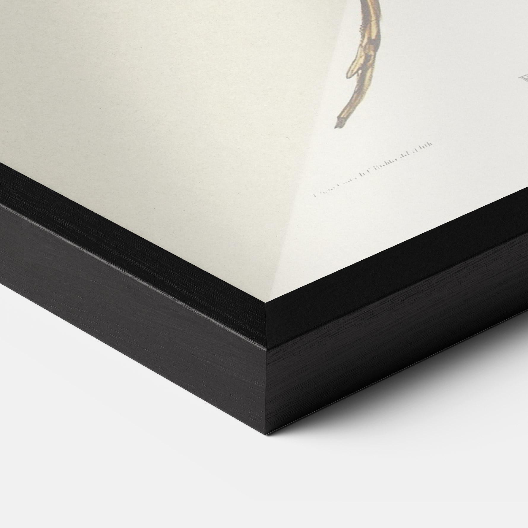 Poster Înrămat Red Pomatorhinus mockup 3