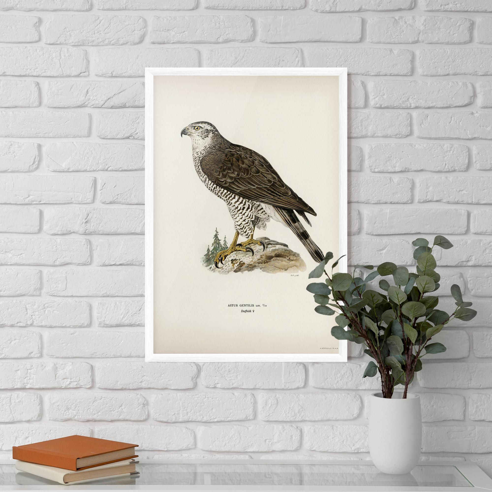 Poster Înrămat Astur Gentilis mockup 5