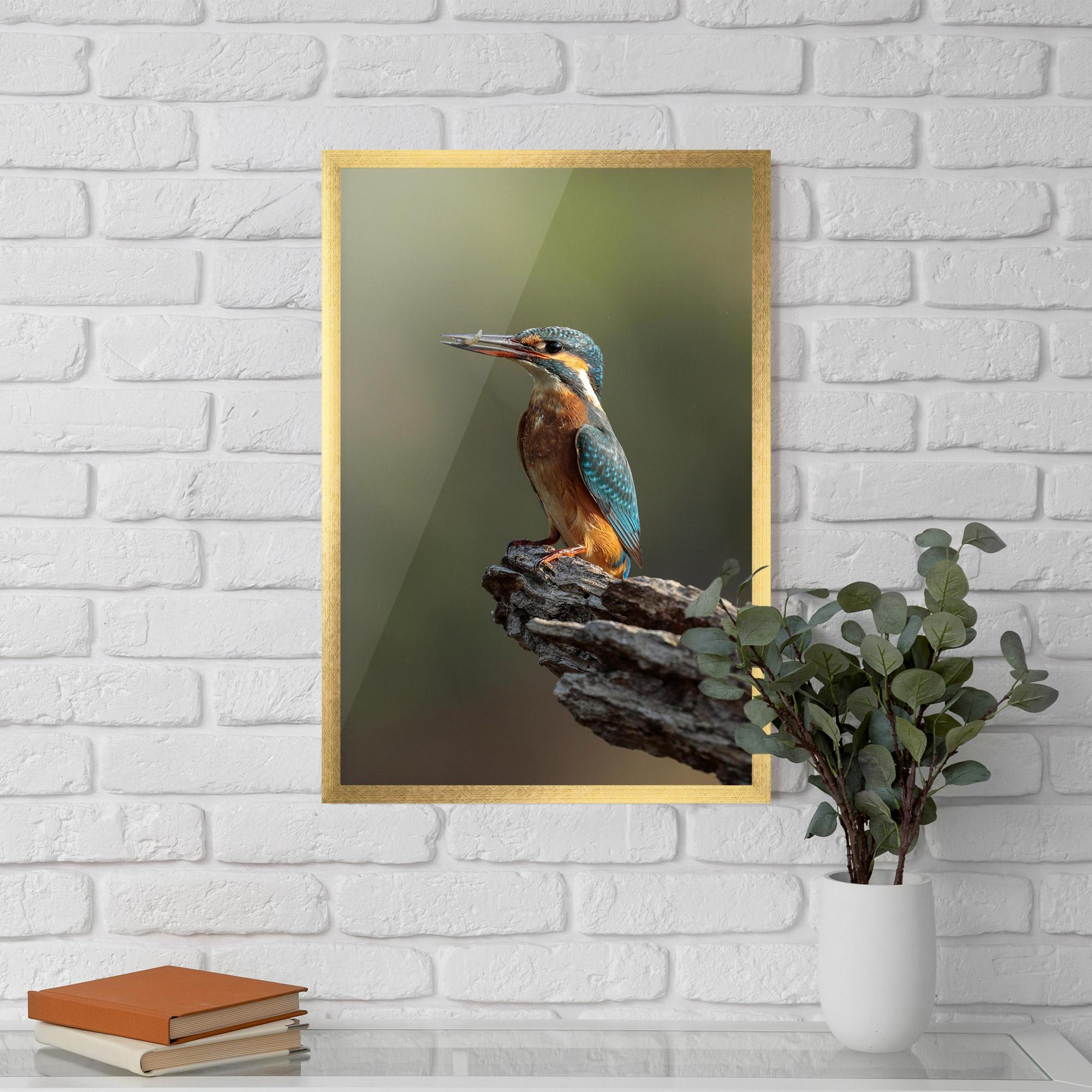 Poster Înrămat Female Kingfisher mockup 5