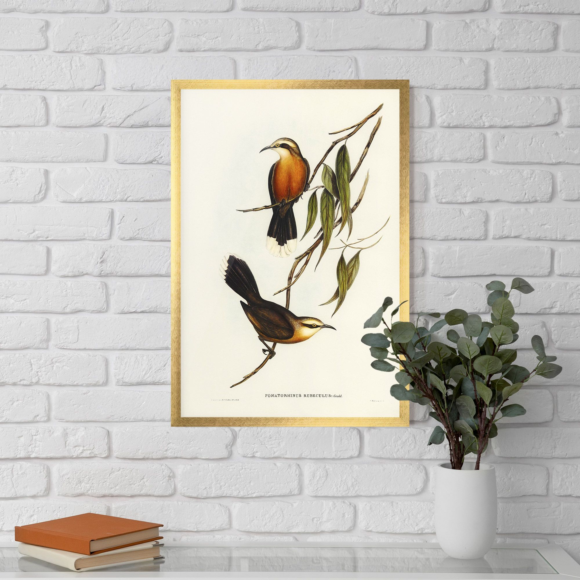 Red Pomatorhinus mockup 5