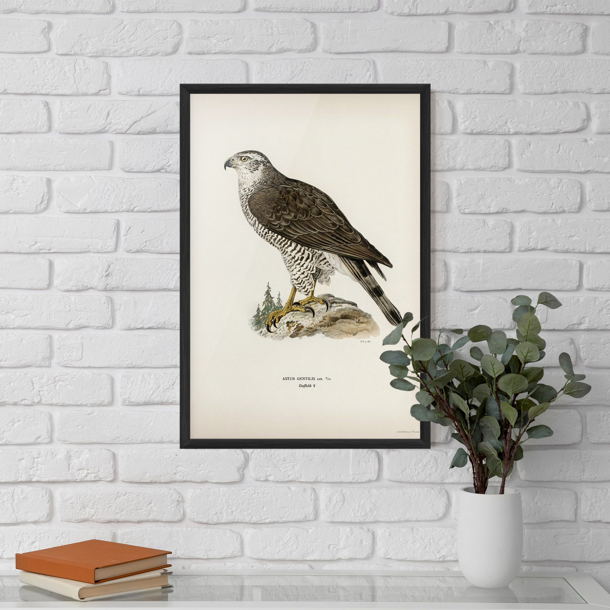 Astur Gentilis mockup 5