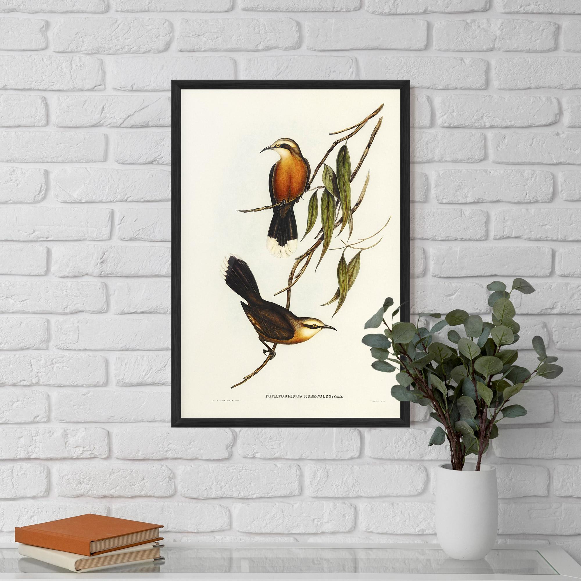 Poster Înrămat Red Pomatorhinus mockup 5