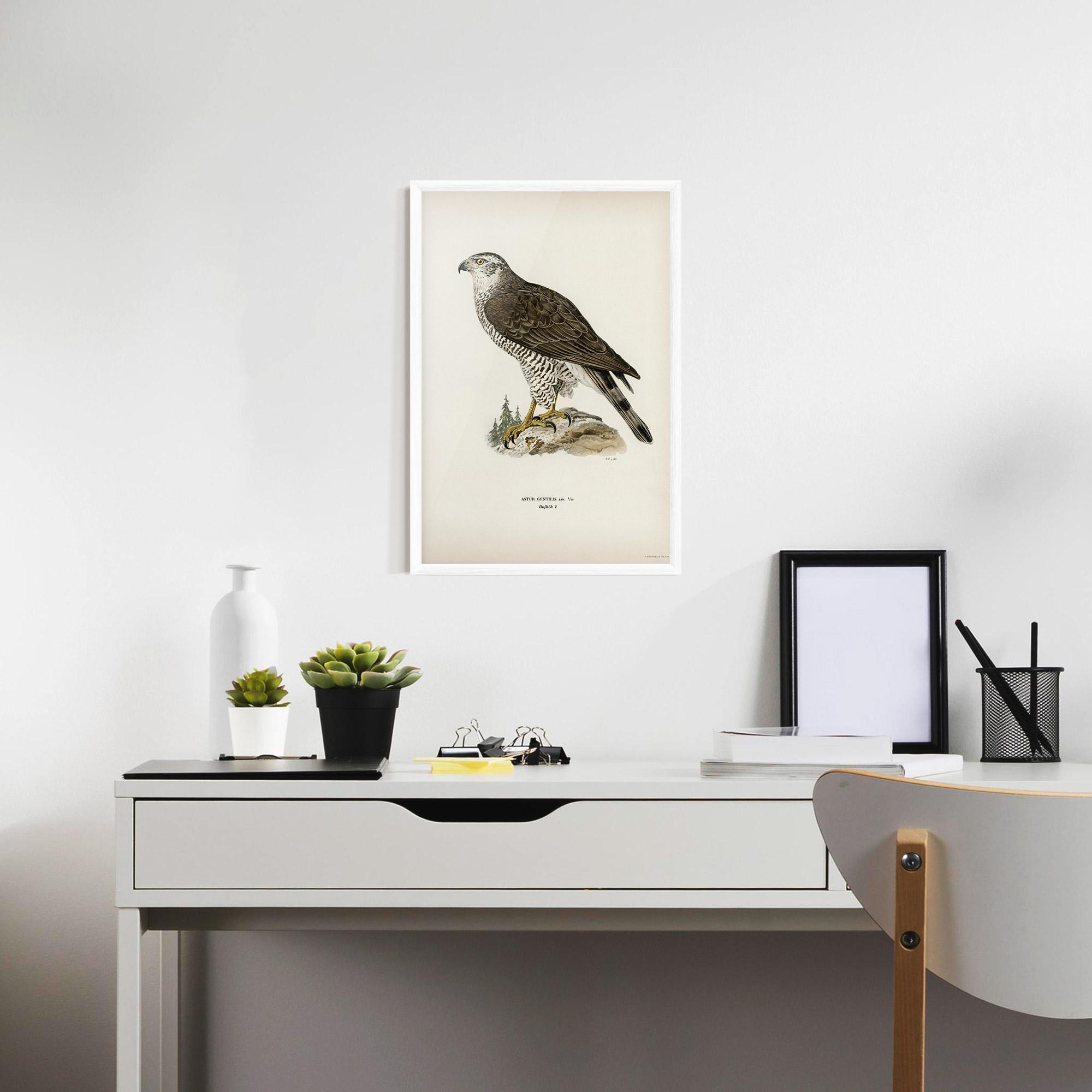 Poster Înrămat Astur Gentilis mockup 7