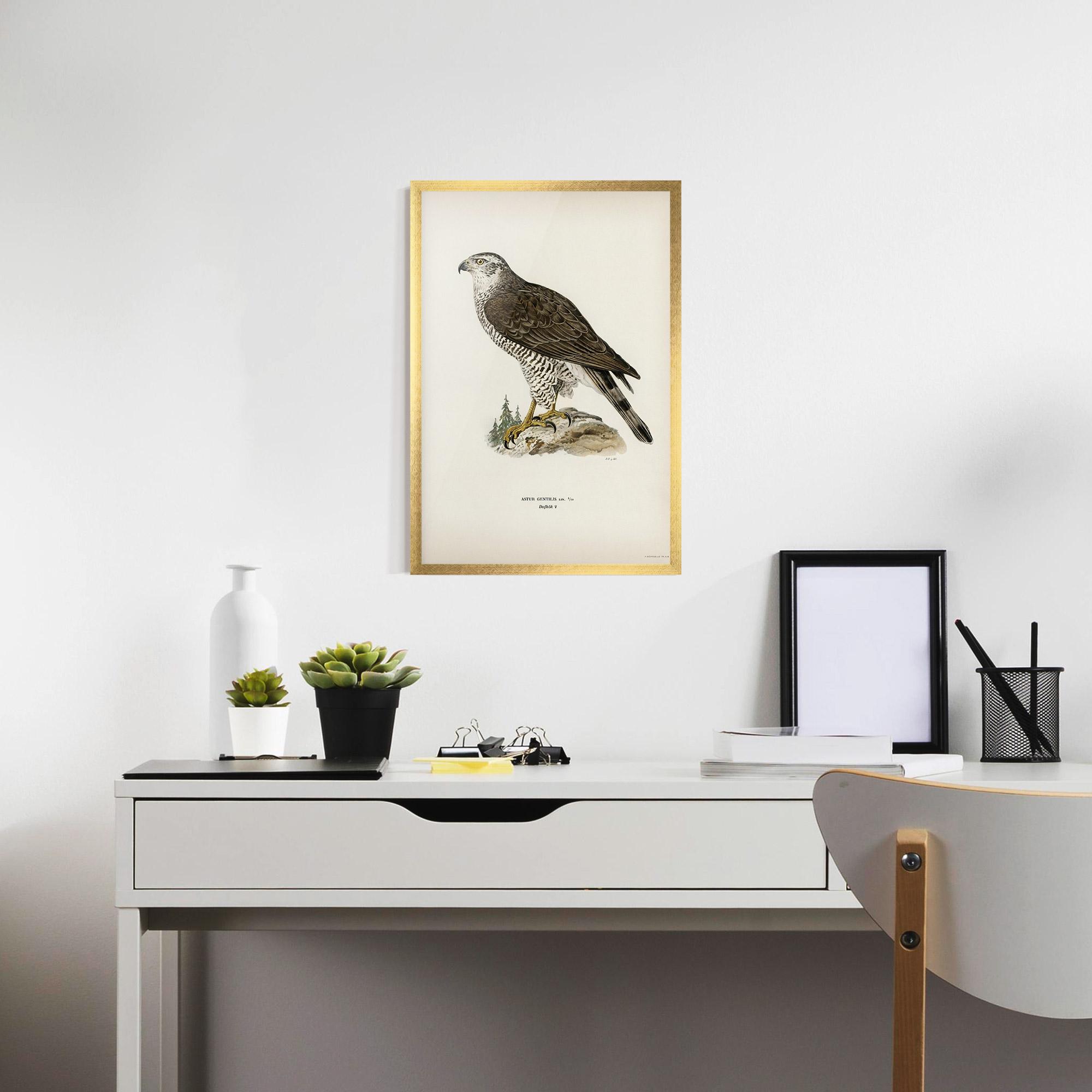 Poster Înrămat Astur Gentilis mockup 7