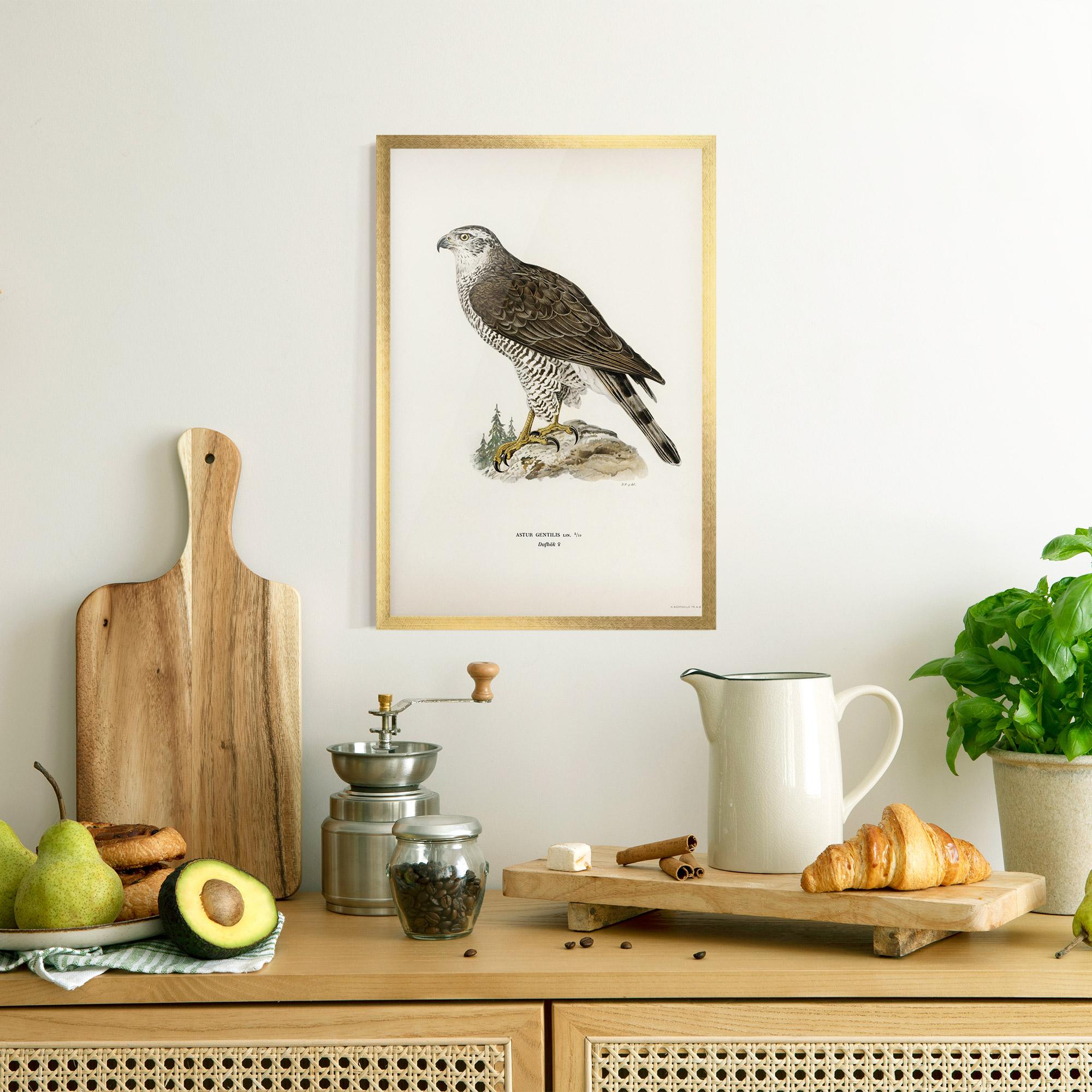 Poster Înrămat Astur Gentilis mockup 8