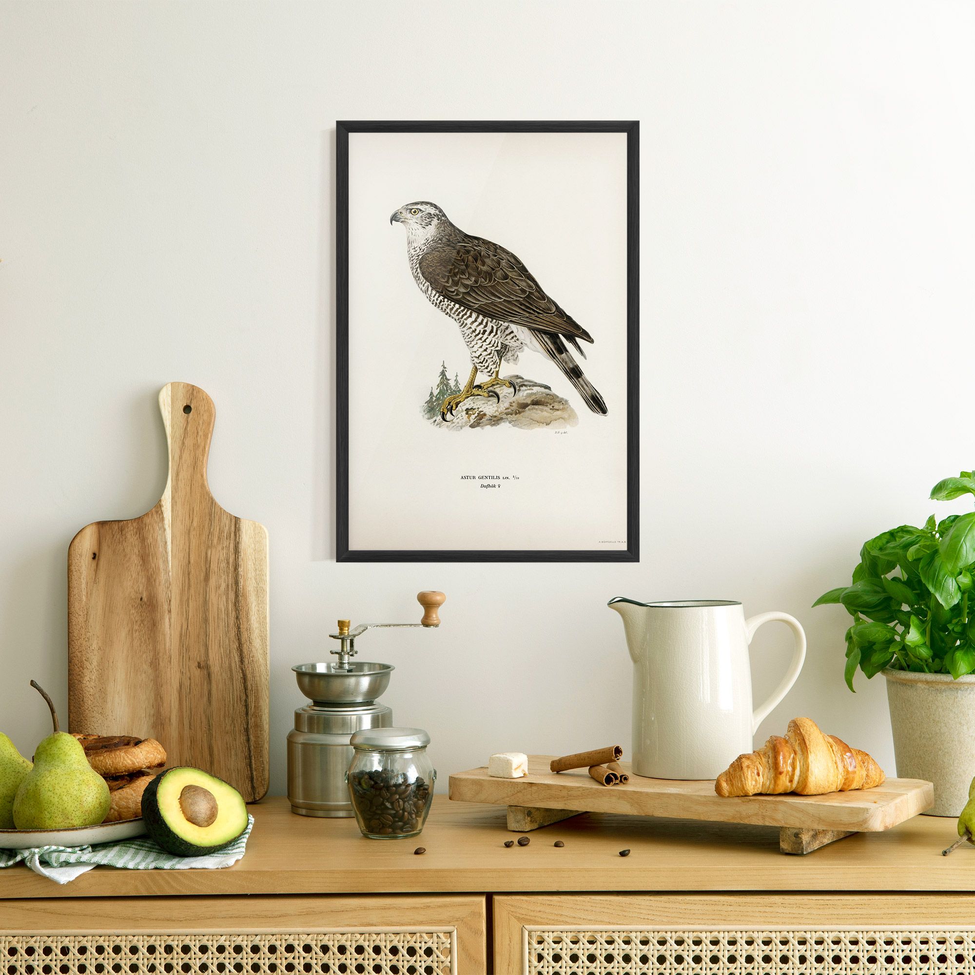 Astur Gentilis mockup 8