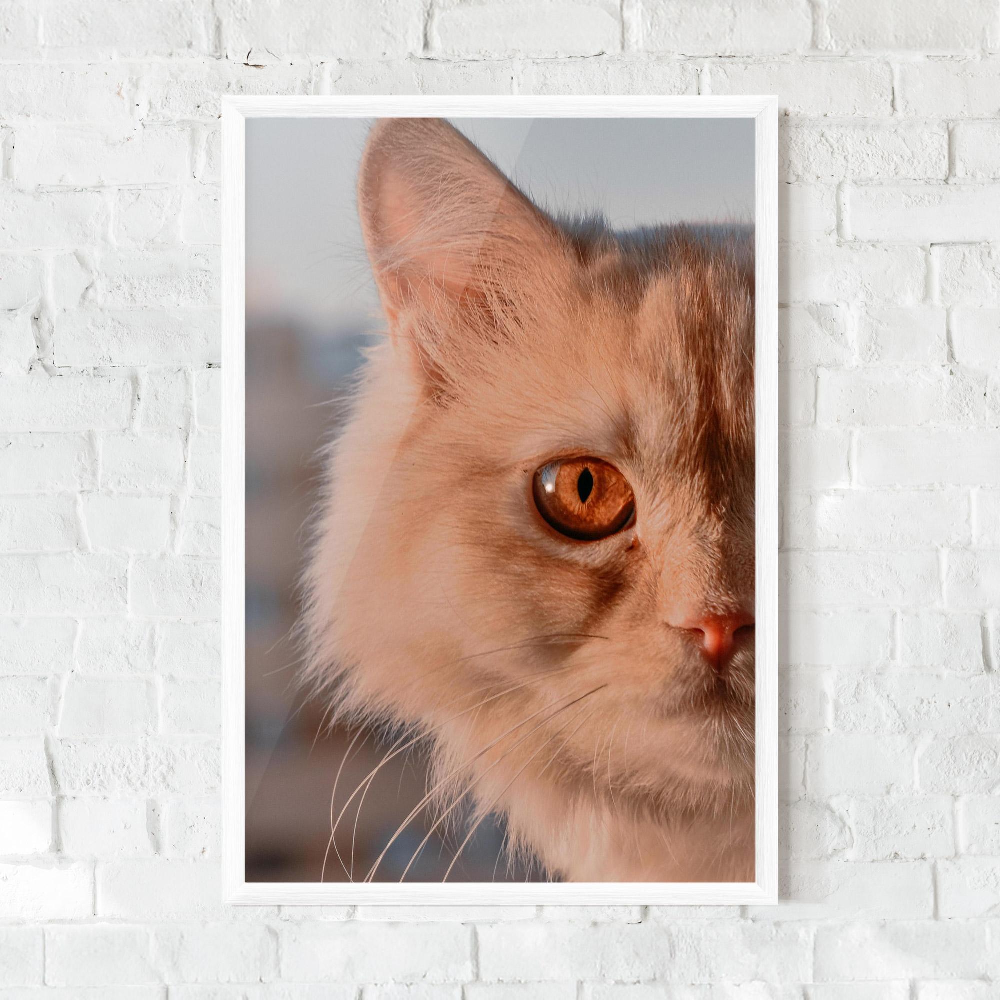 Poster Înrămat Cat Eye In Sun mockup 0