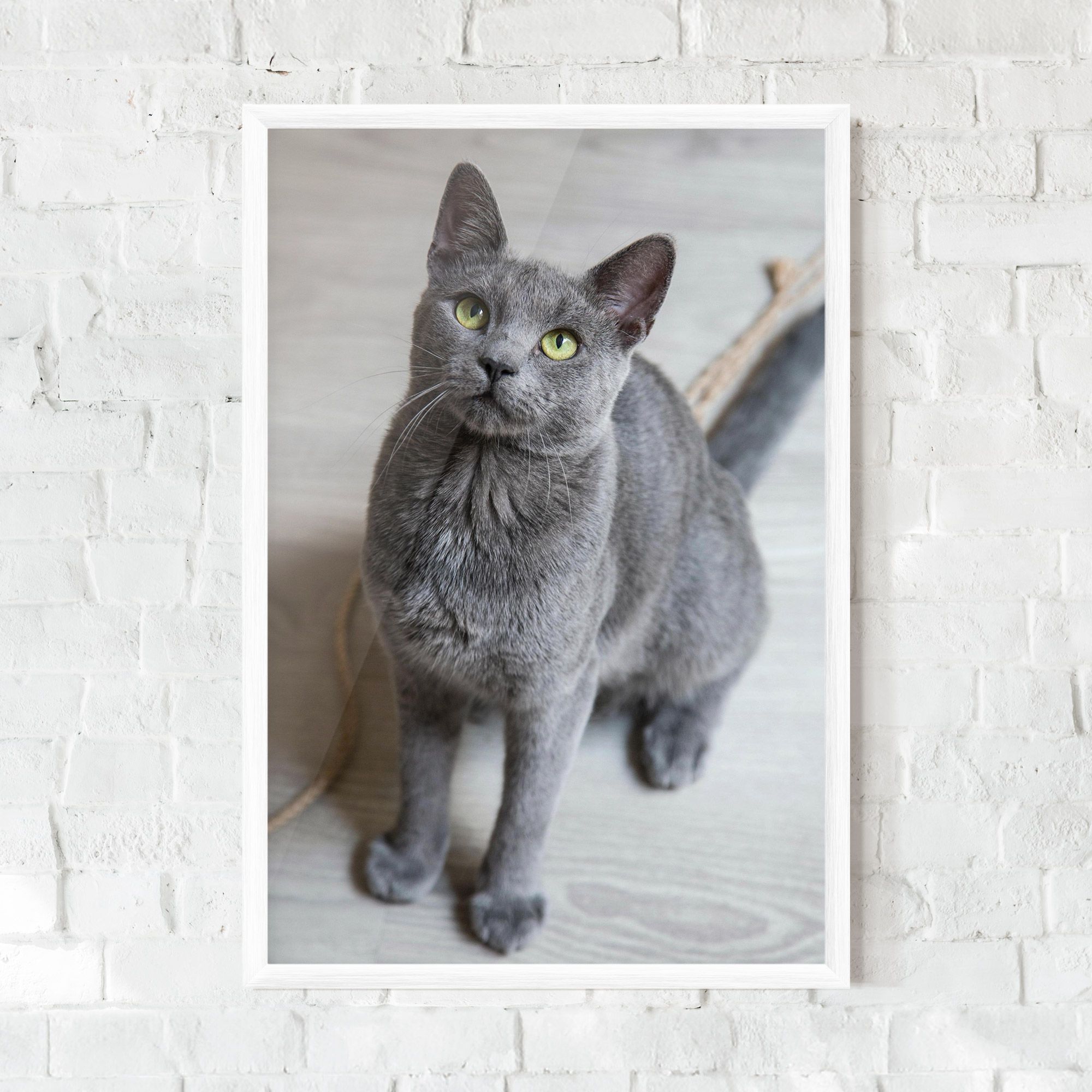 Grey Green Cat Eyes mockup 0