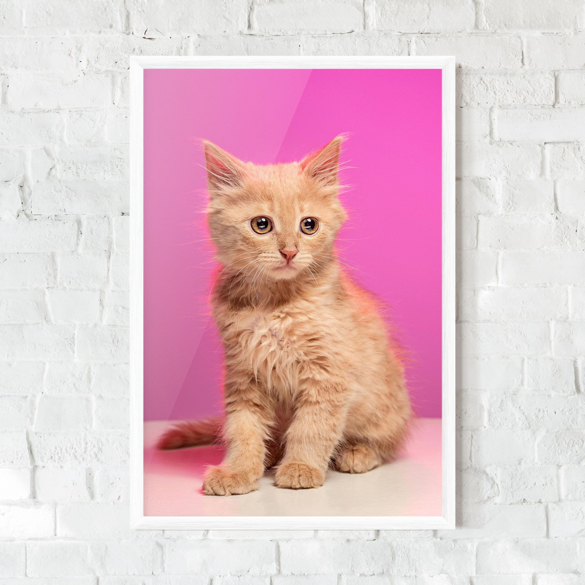 Orange Cat On Pink mockup 0