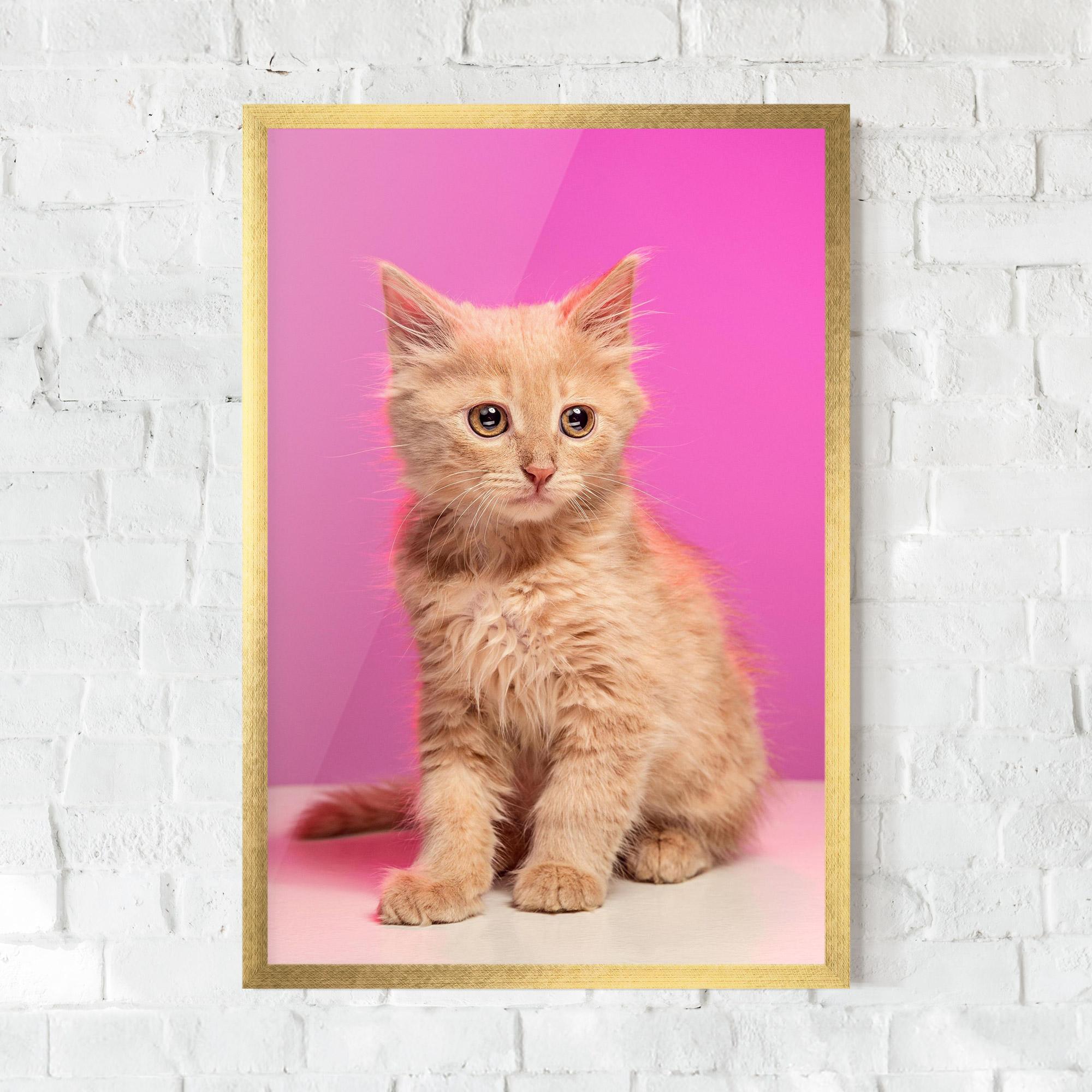 Poster Înrămat Orange Cat On Pink mockup 0