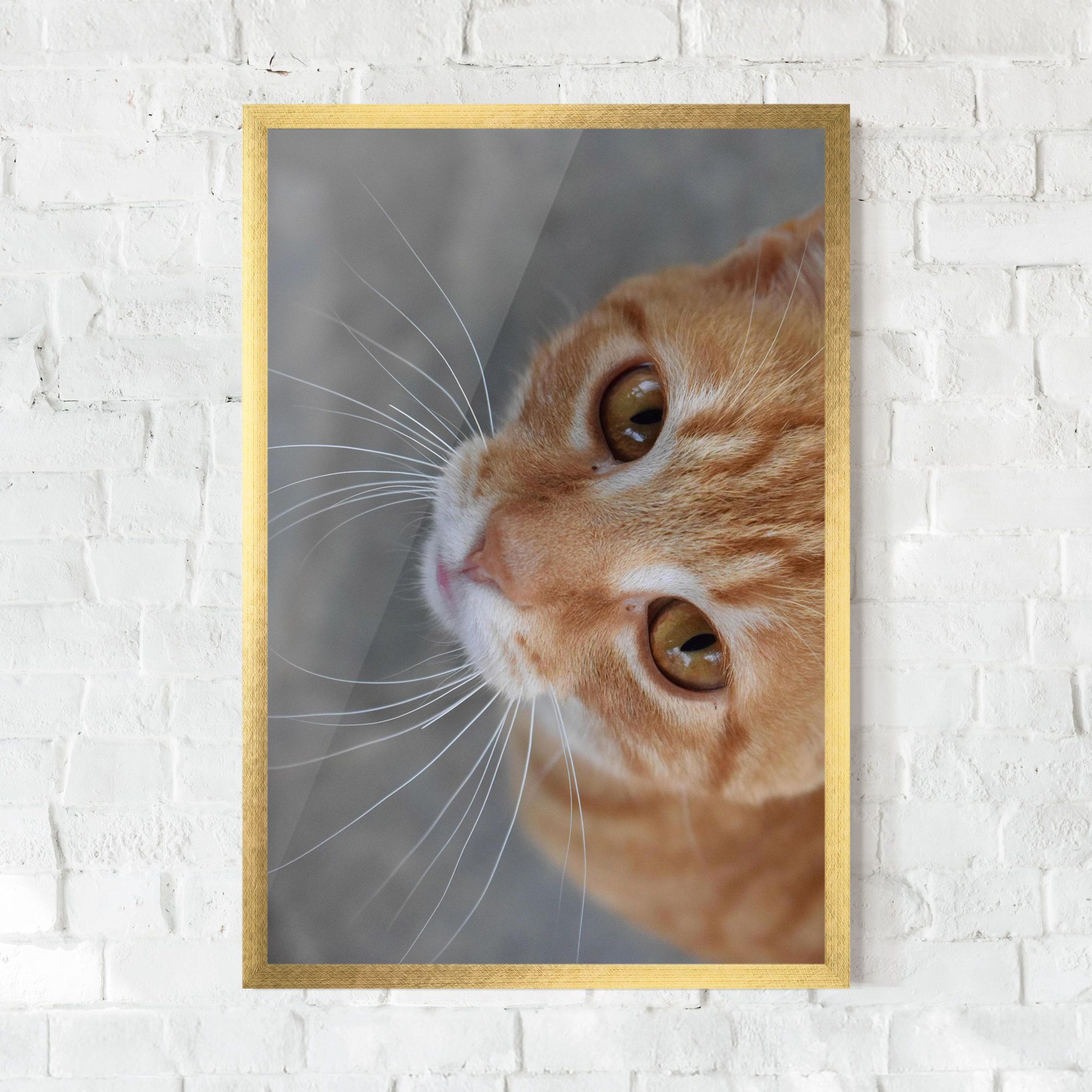 Pretty Orange Eyes Cat mockup 0