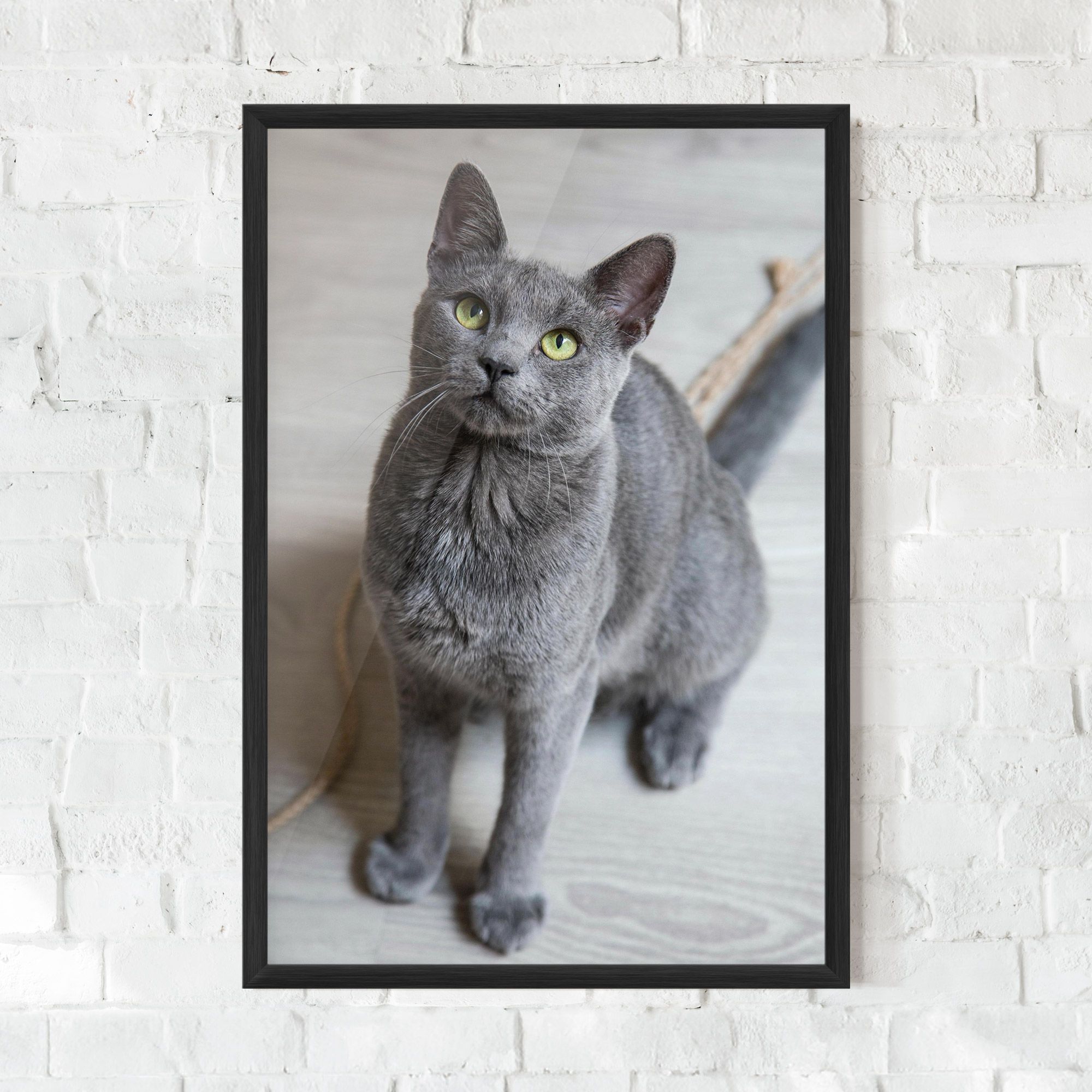 Grey Green Cat Eyes mockup 0