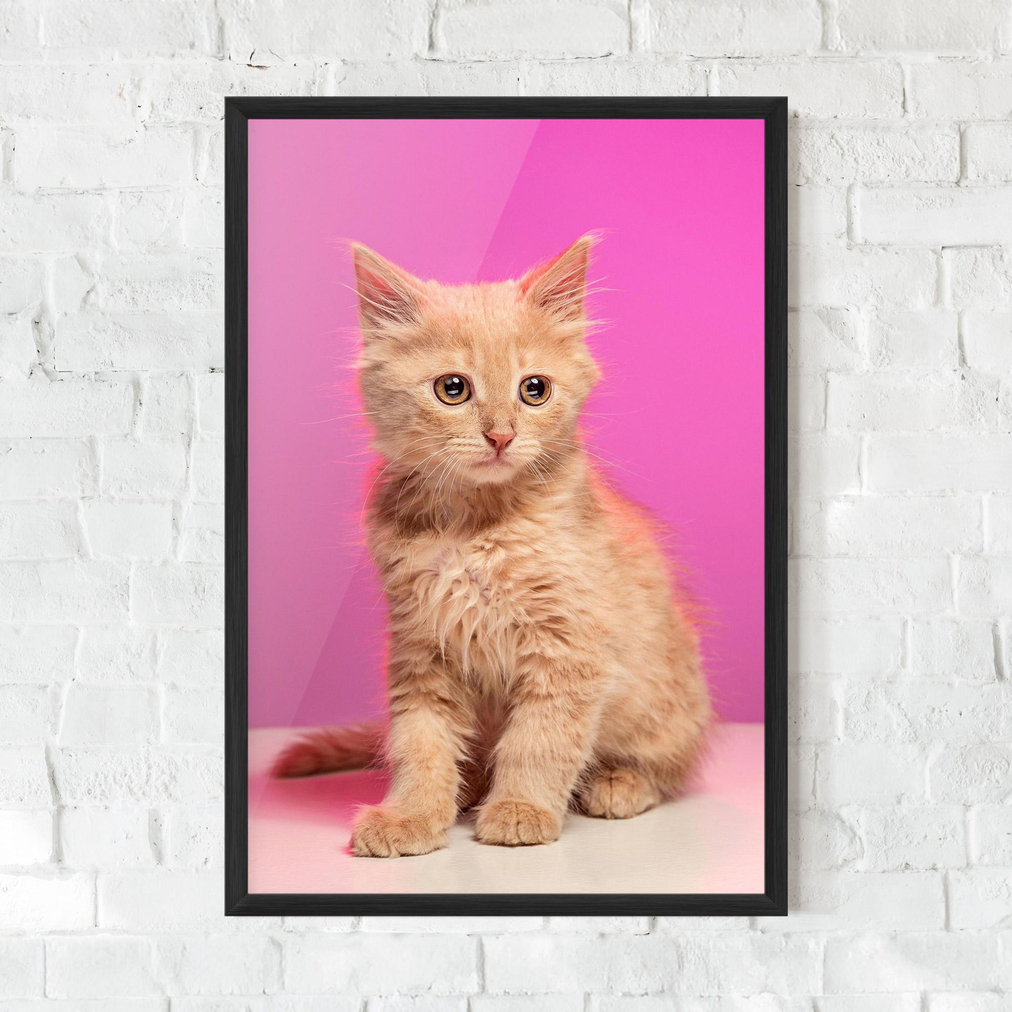 Poster Înrămat Orange Cat On Pink mockup 0