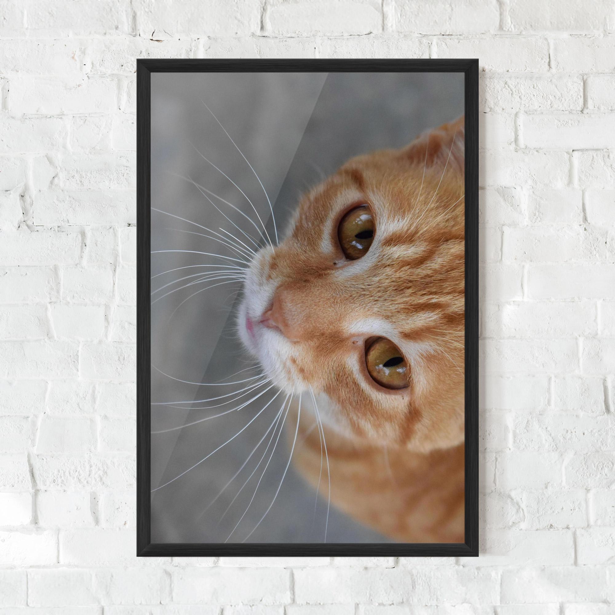 Poster Înrămat Pretty Orange Eyes Cat mockup 0
