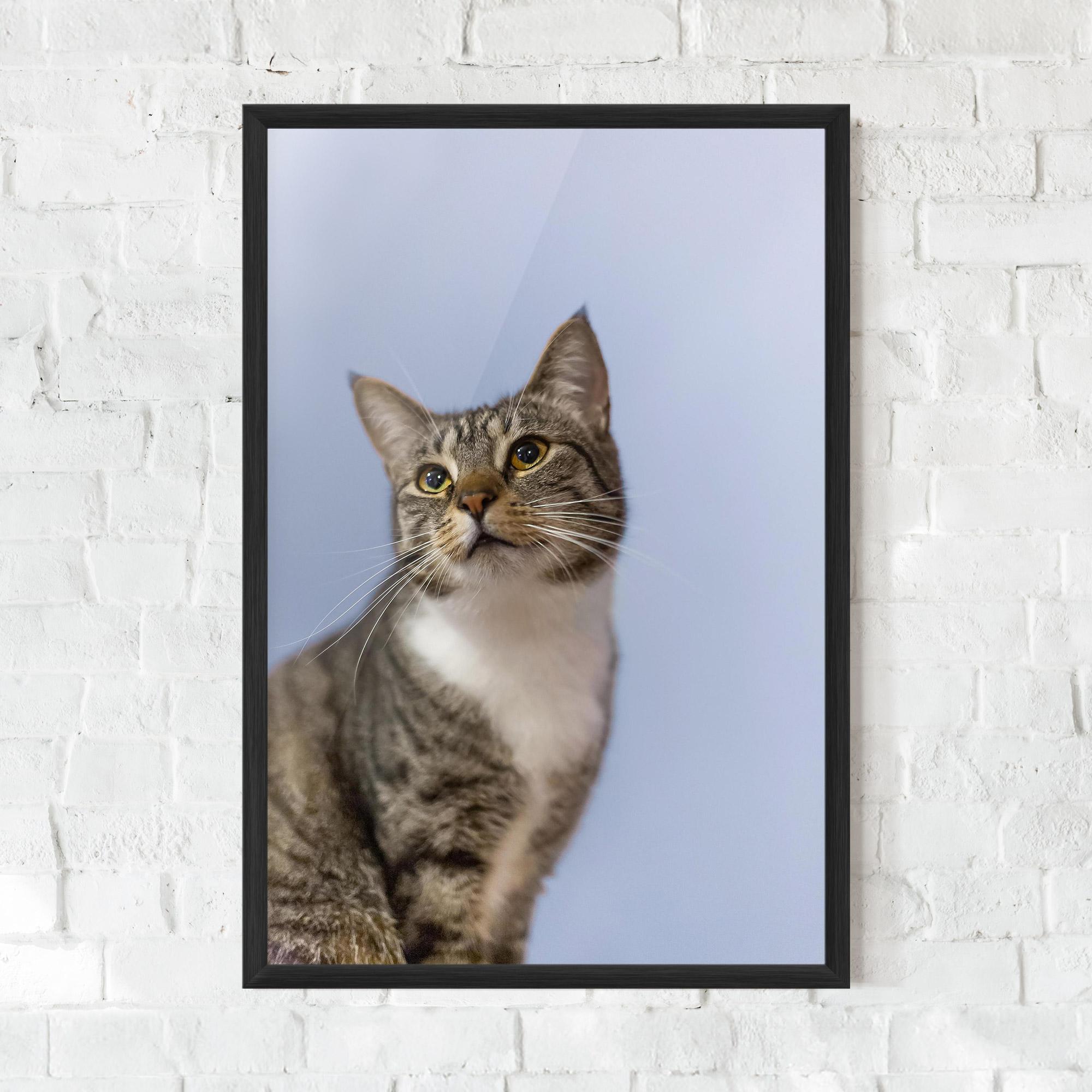 Poster Înrămat Yellow Eyes Cat mockup 0