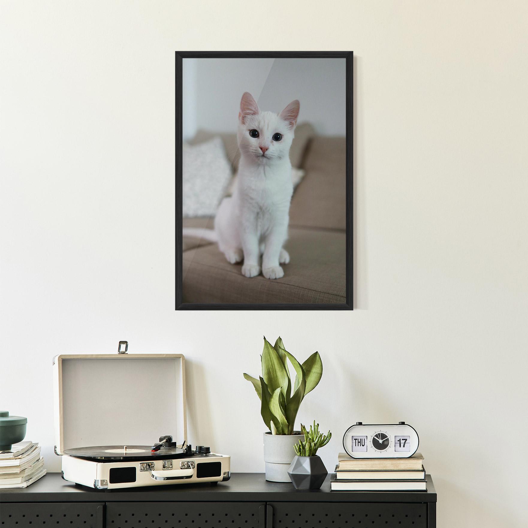 Poster Înrămat Beautiful White Cat mockup 2