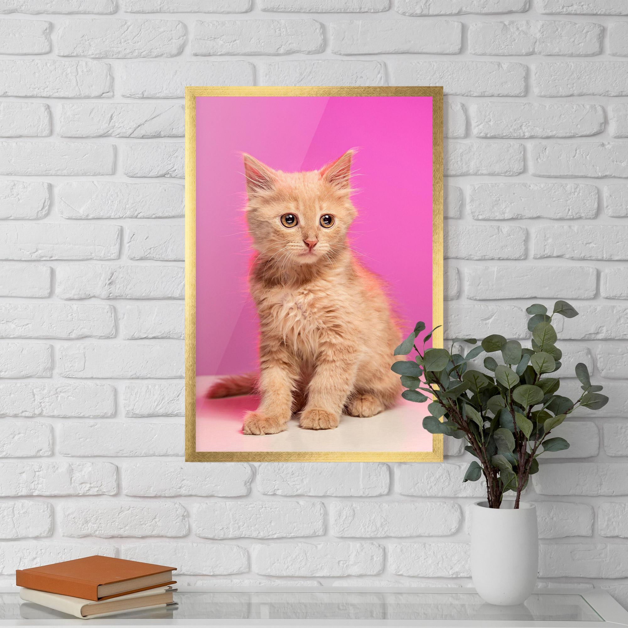 Poster Înrămat Orange Cat On Pink mockup 5