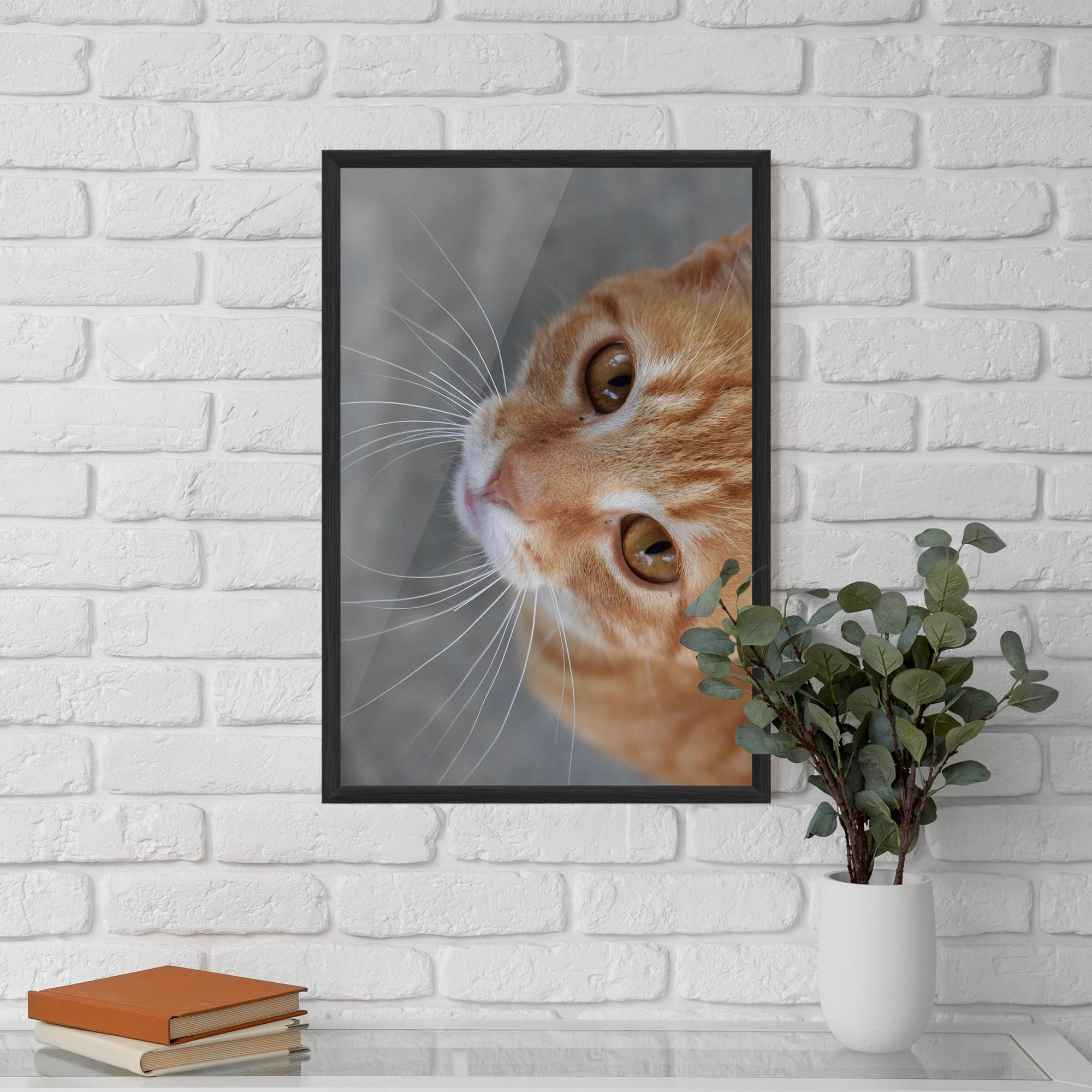 Poster Înrămat Pretty Orange Eyes Cat mockup 5