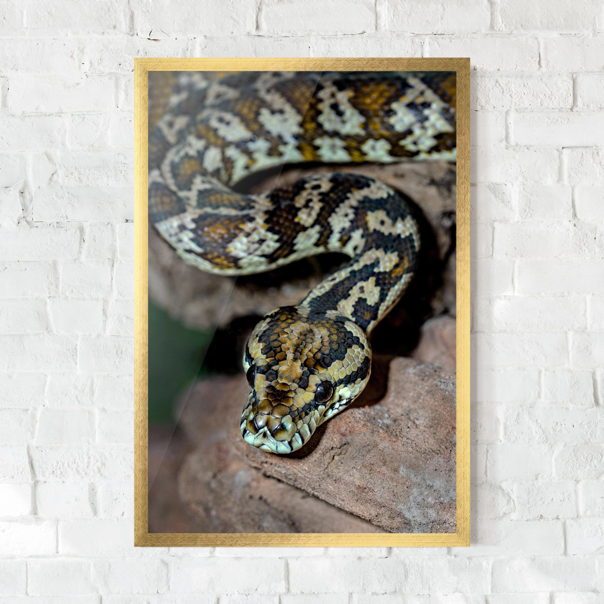 King Snake mockup 0