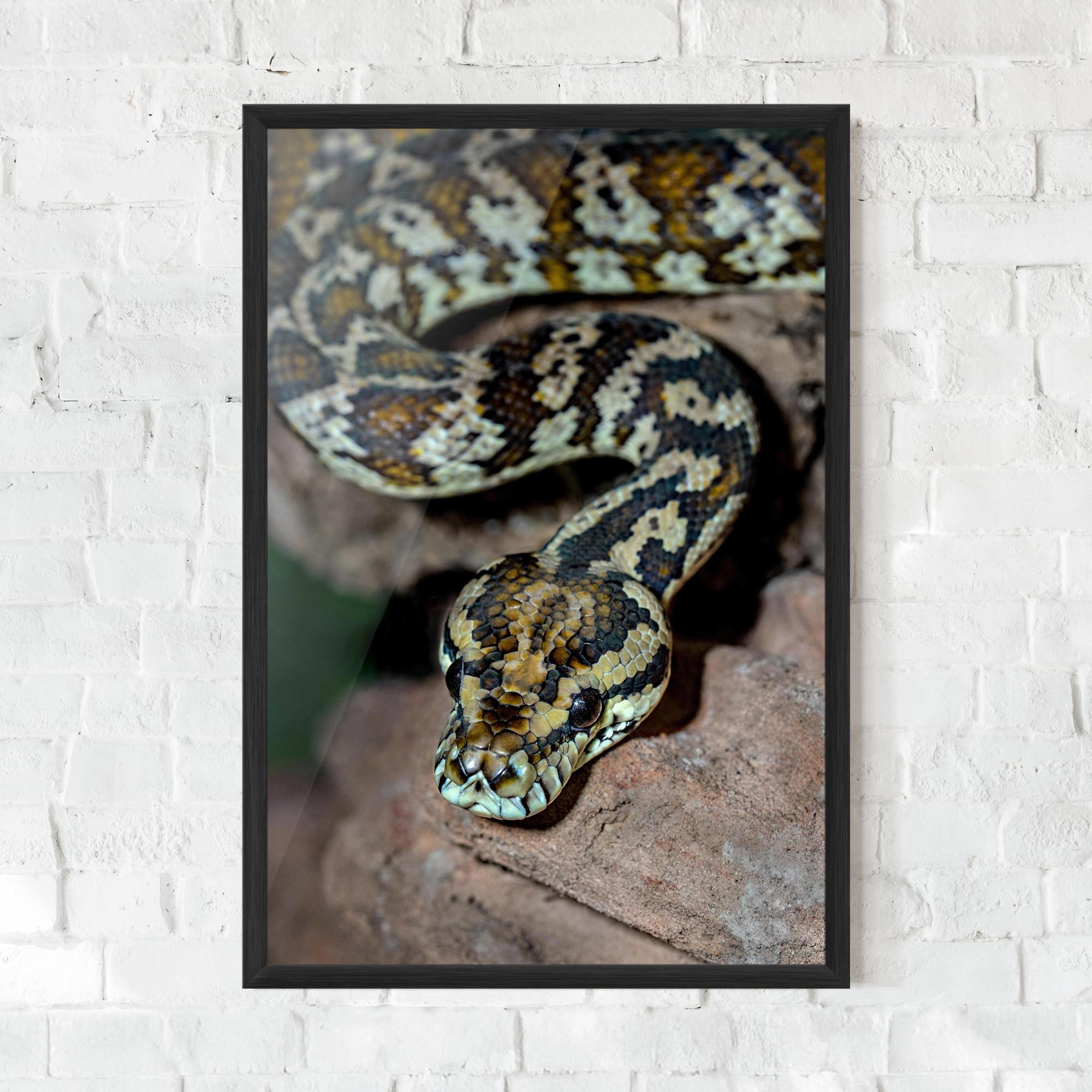 Poster Înrămat King Snake mockup 0