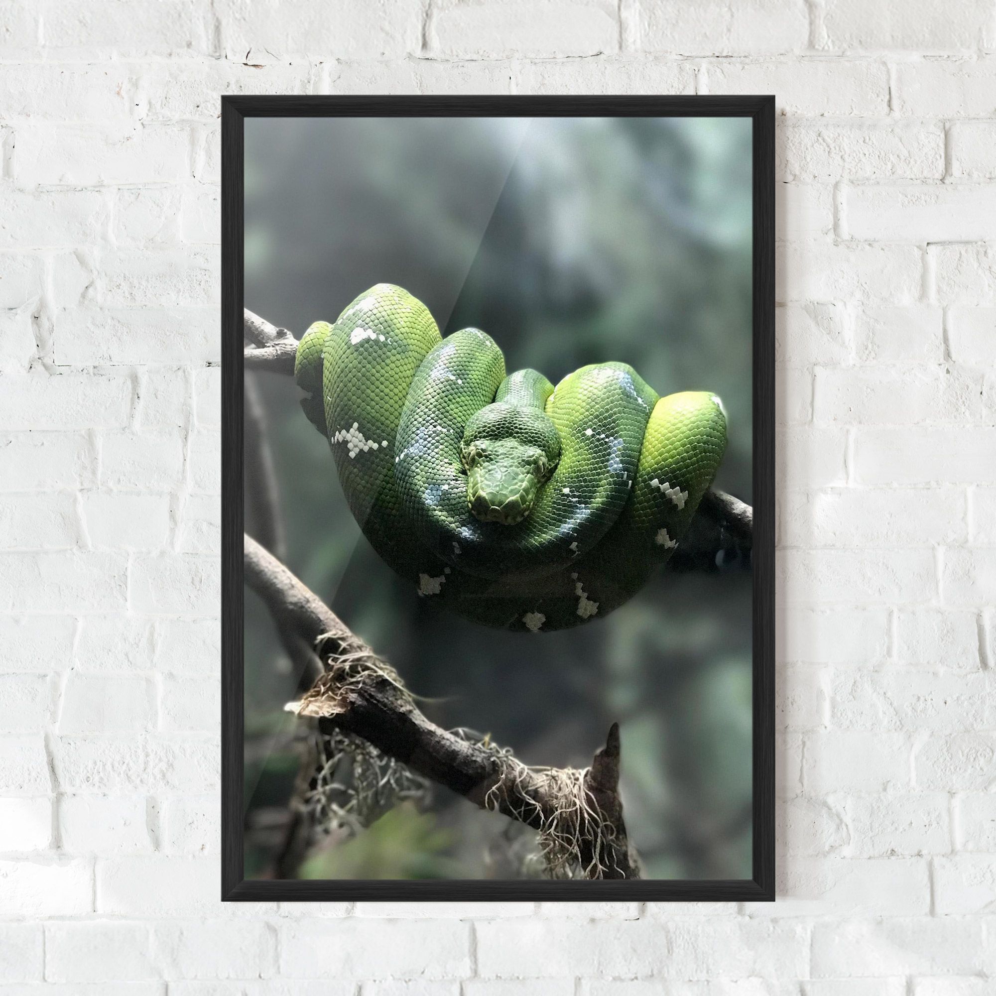 Sleepy Snake mockup 0