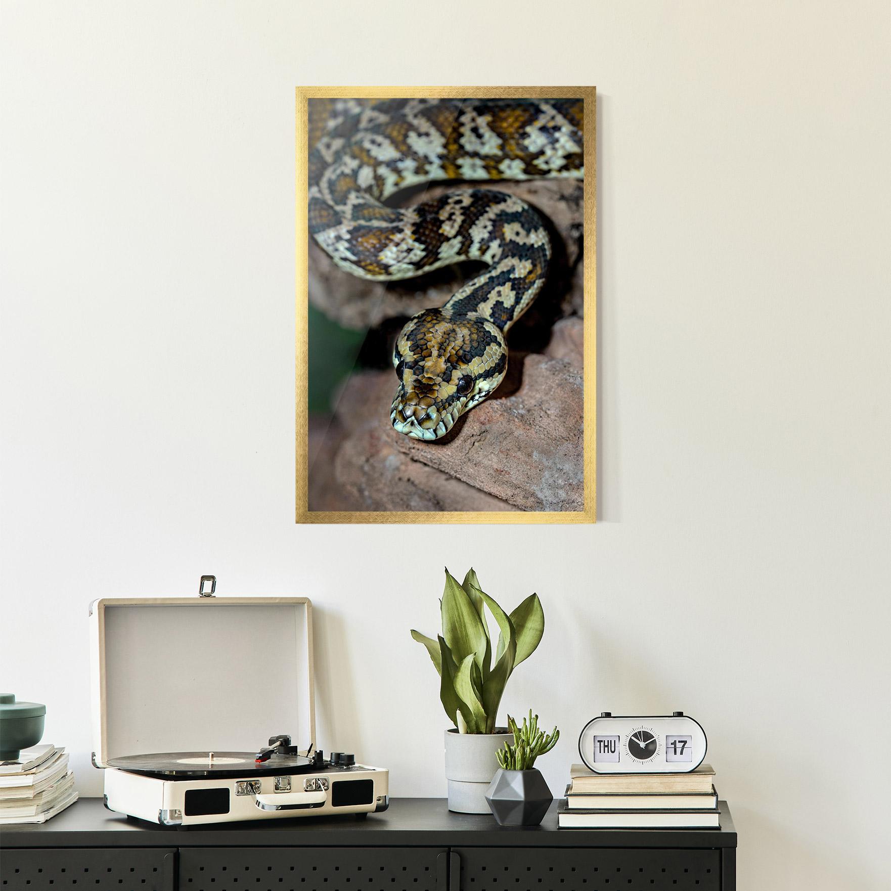 Poster Înrămat King Snake mockup 2