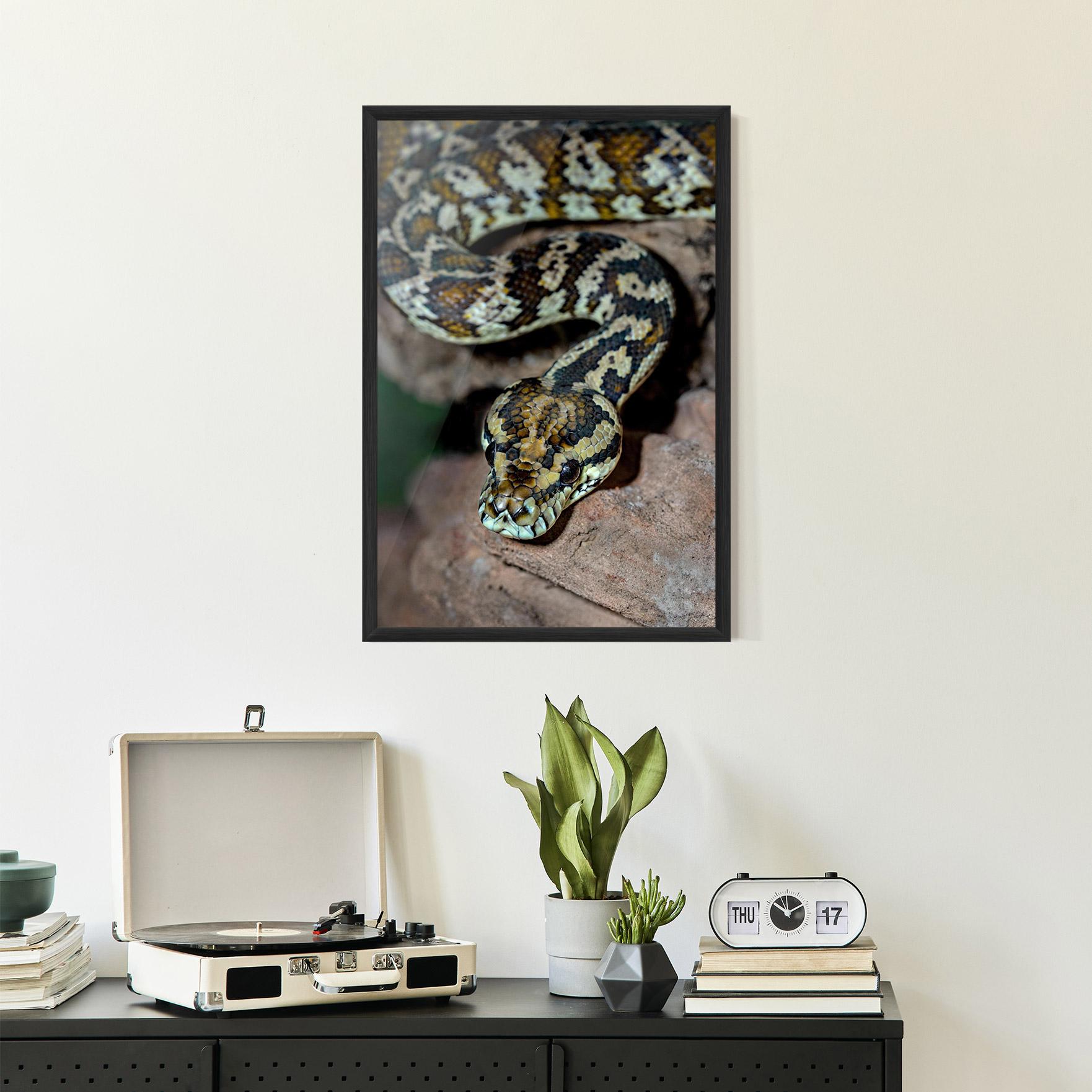Poster Înrămat King Snake mockup 2