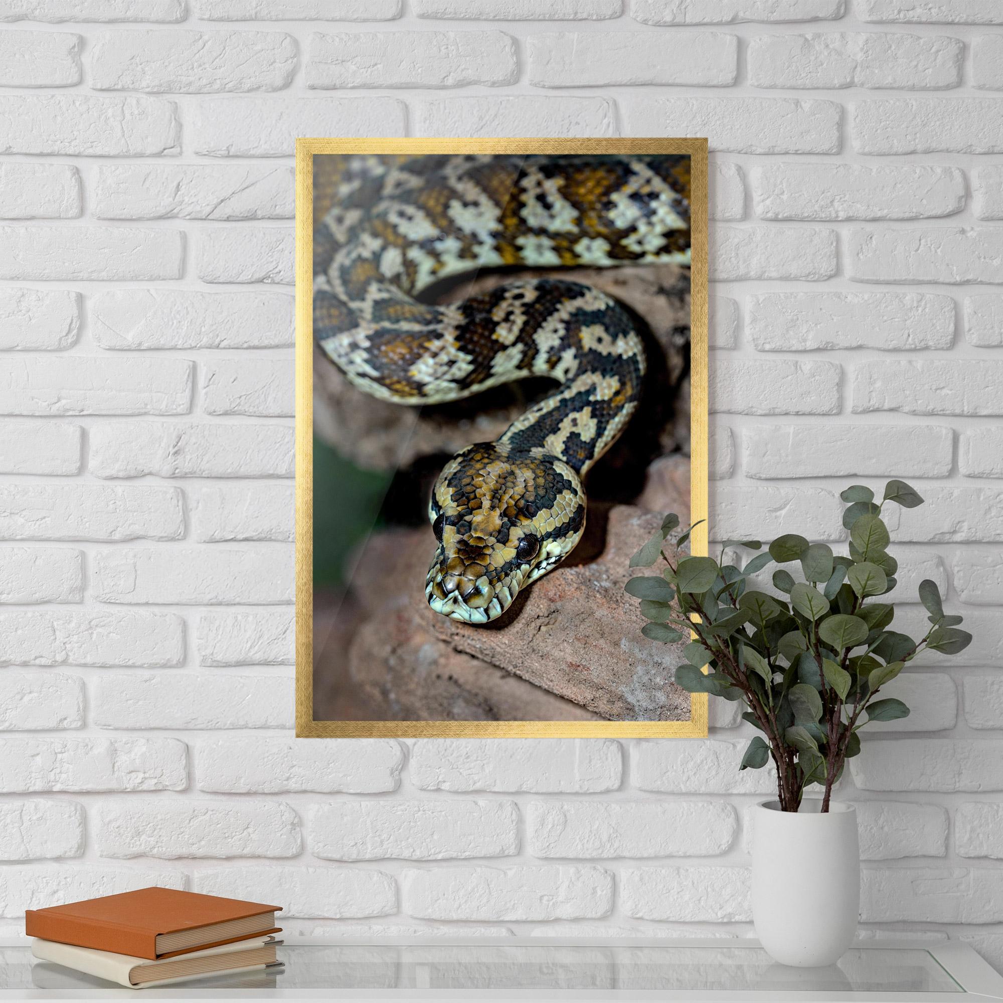 Poster Înrămat King Snake mockup 5