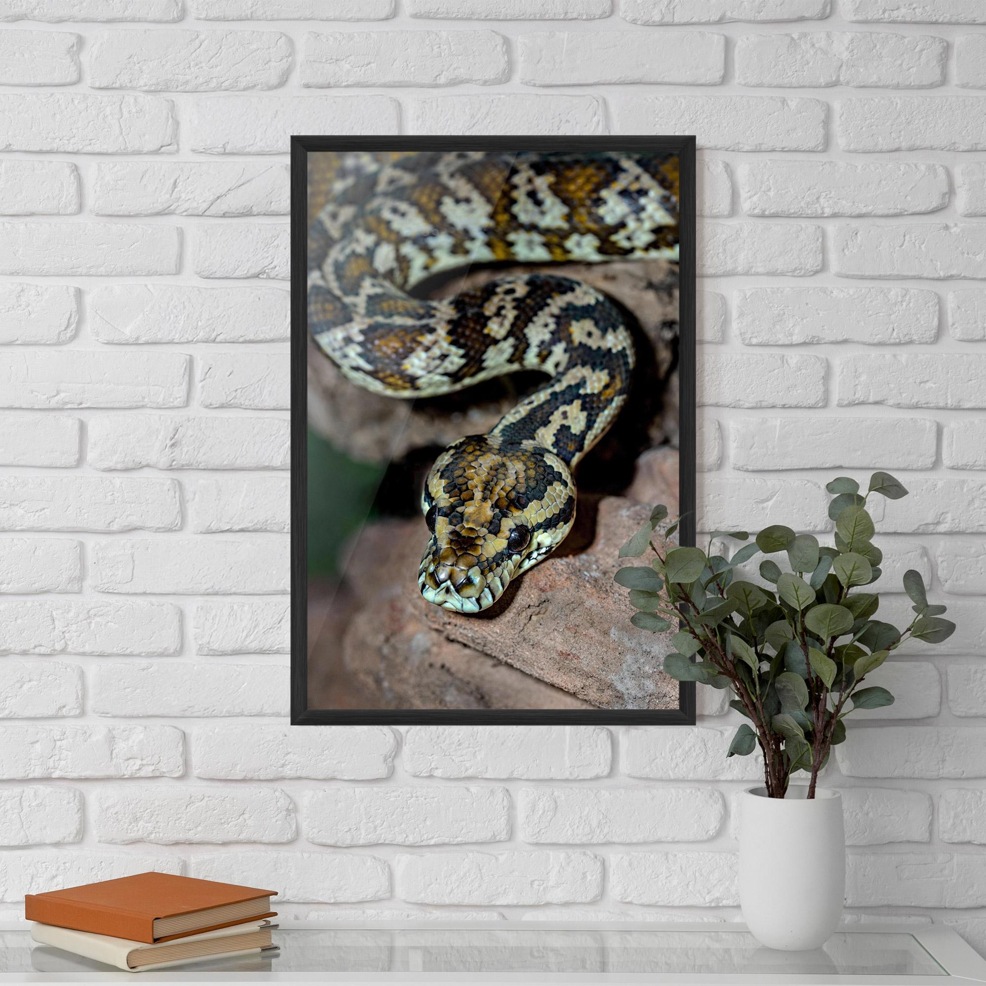 Poster Înrămat King Snake mockup 5