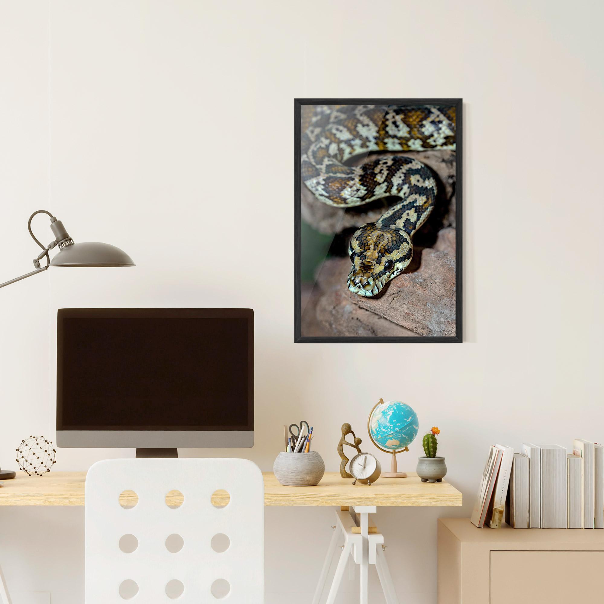 Poster Înrămat King Snake mockup 6