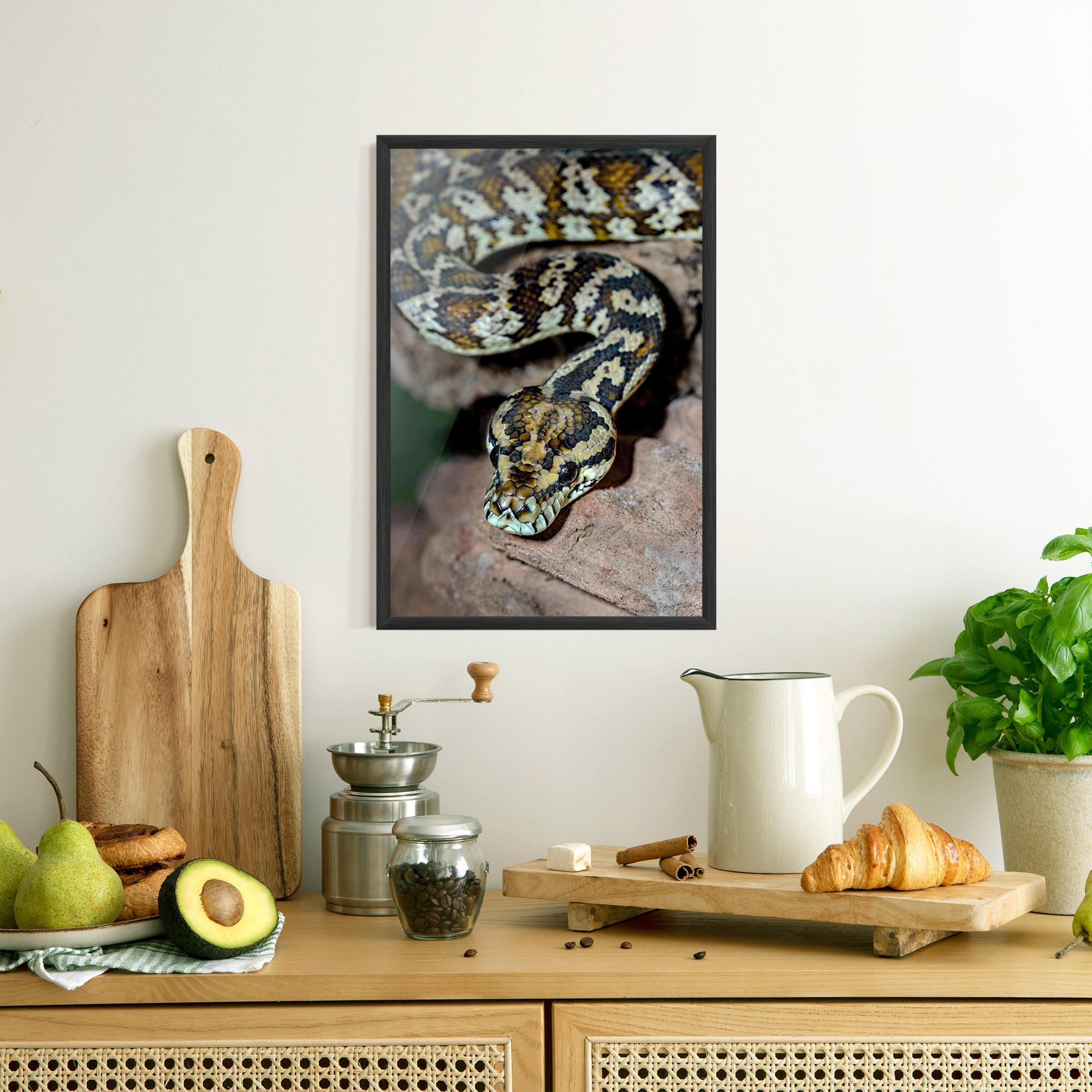 Poster Înrămat King Snake mockup 8