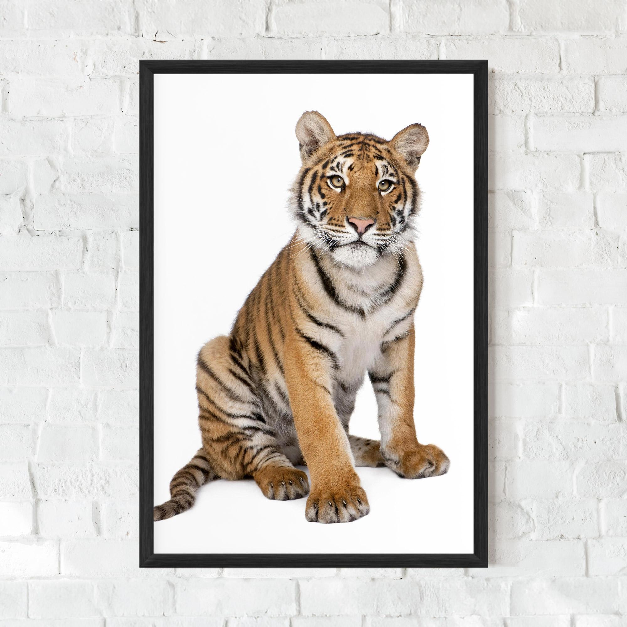 Poster Înrămat Baby Tiger mockup 0