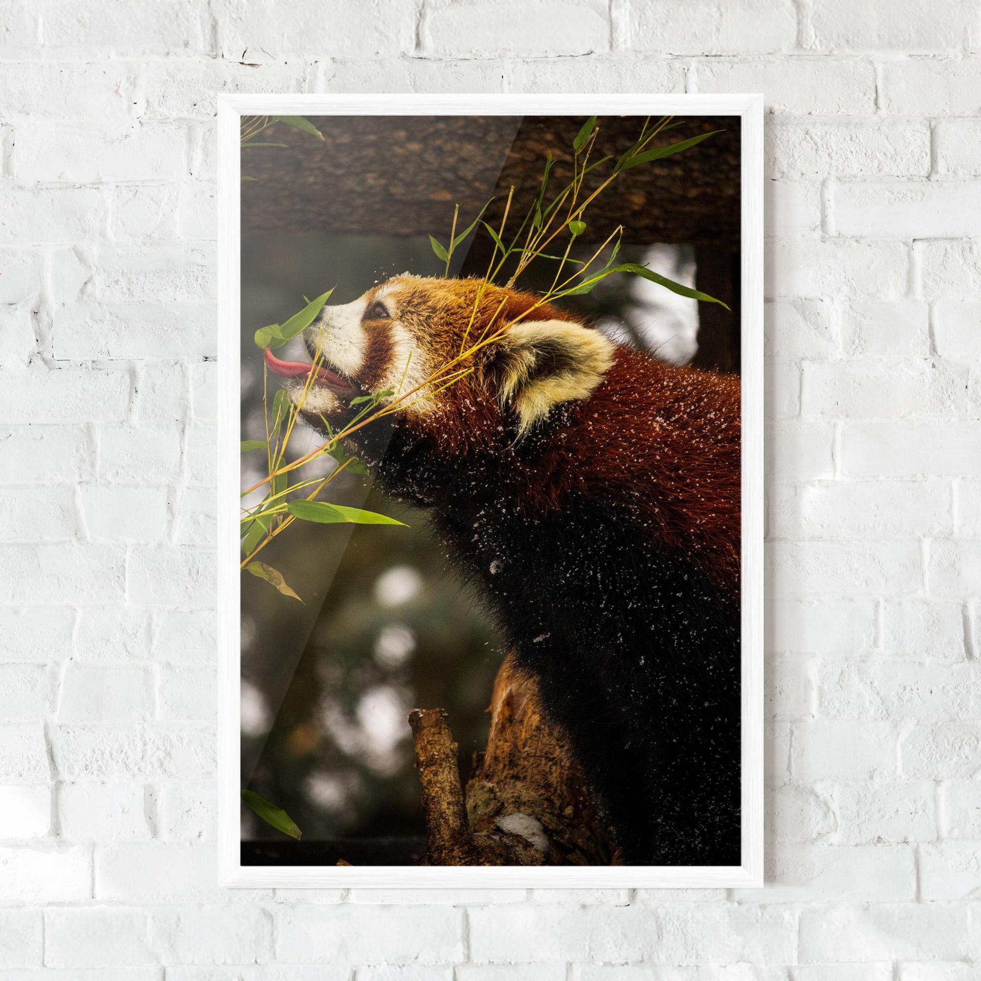 Poster Înrămat Red Panda mockup 0